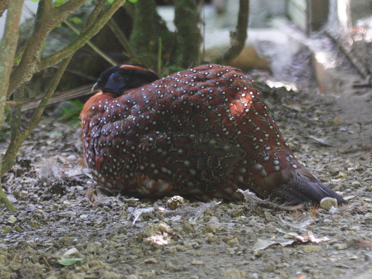 tragopan_de_temminck_-_tragopan_temminckii1bd