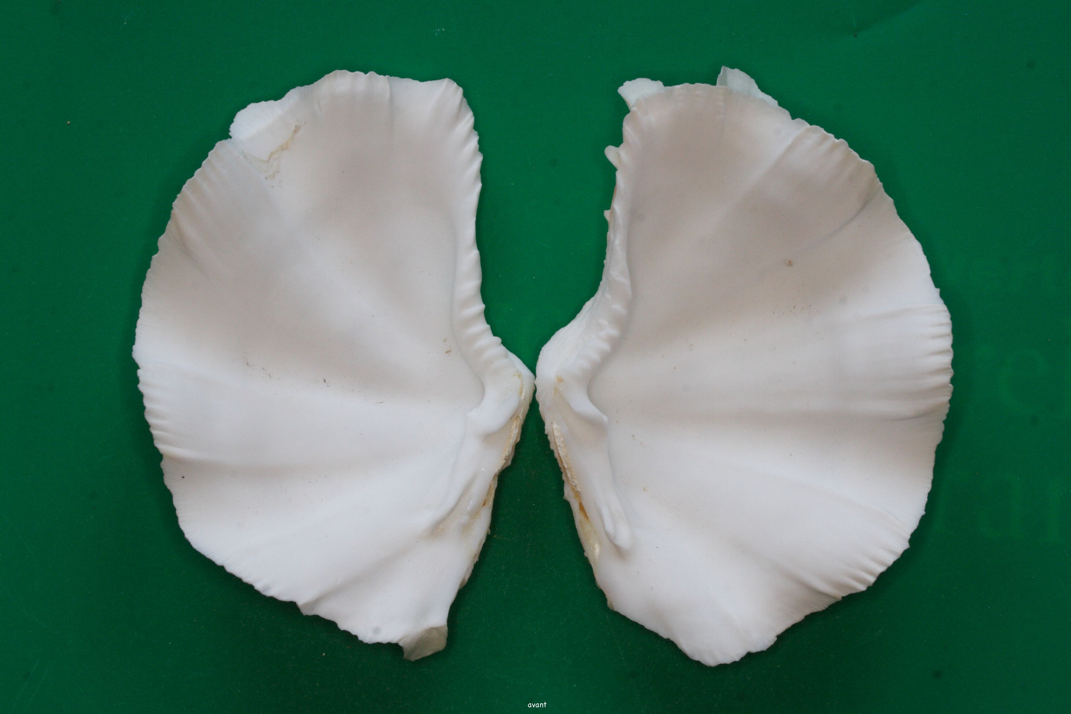 tridacna_squamosa3md