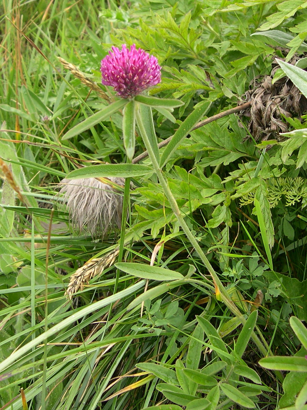 trifolium_alpestre2md