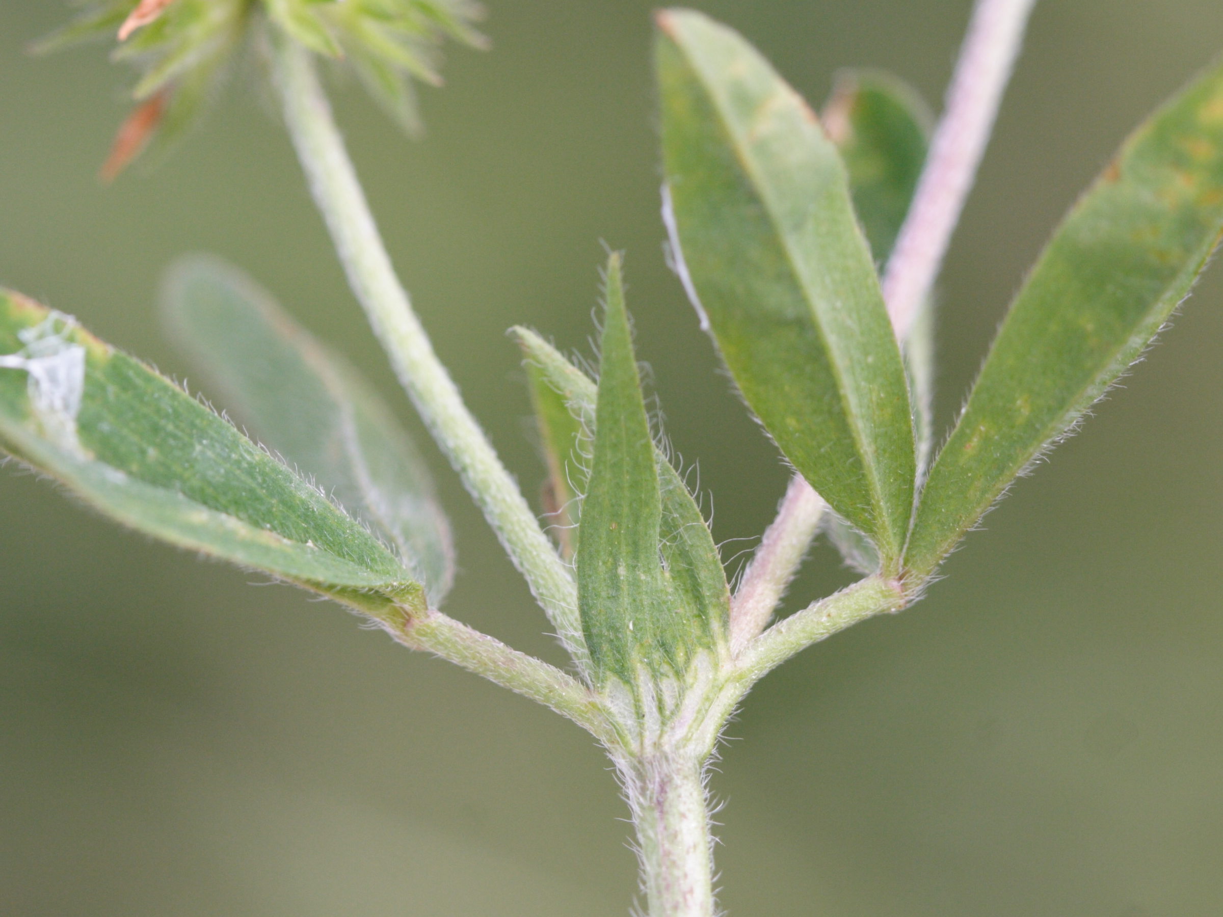 trifolium_maritimum2md