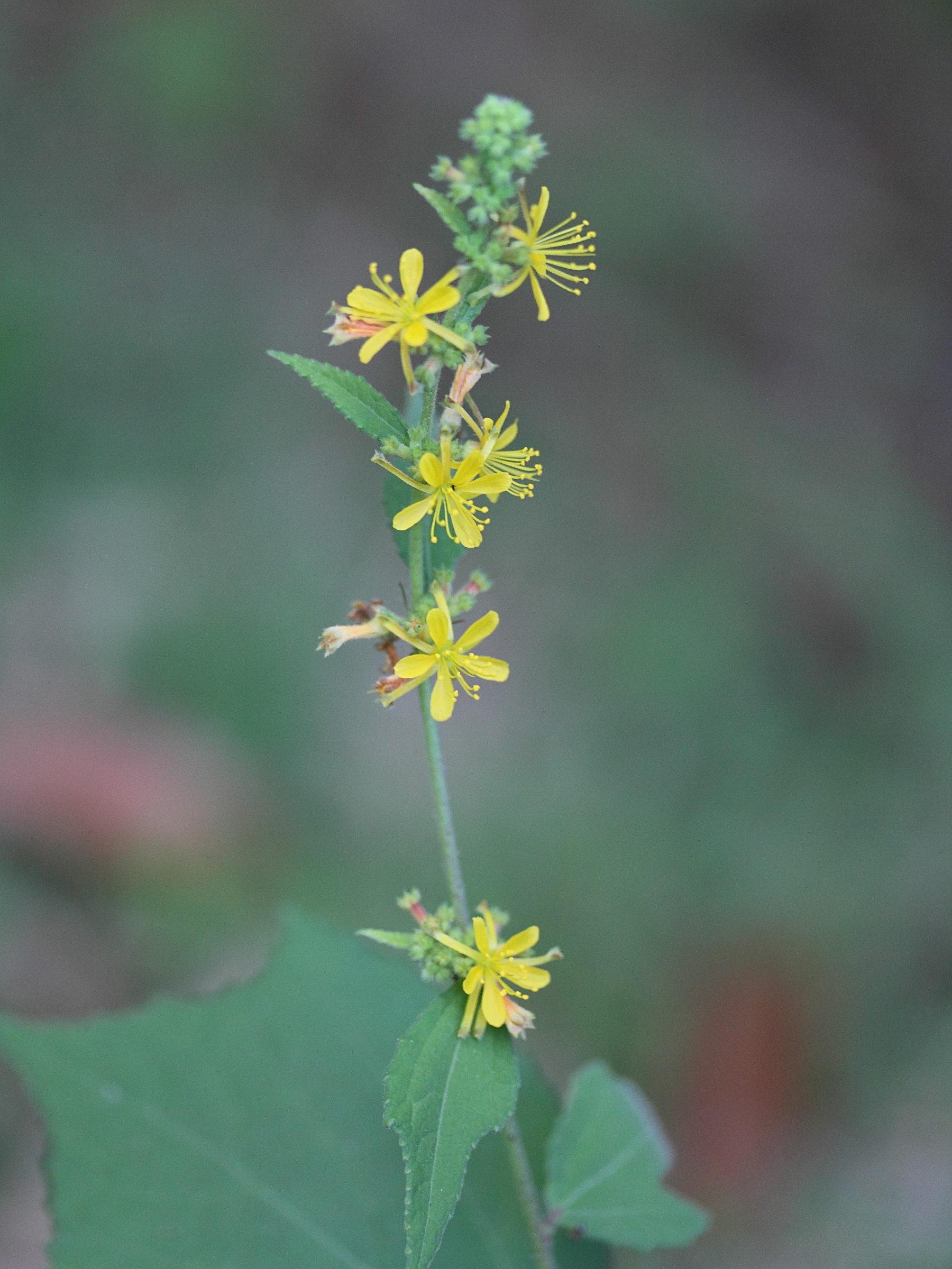 triumfetta_rhomboidea1mdmd