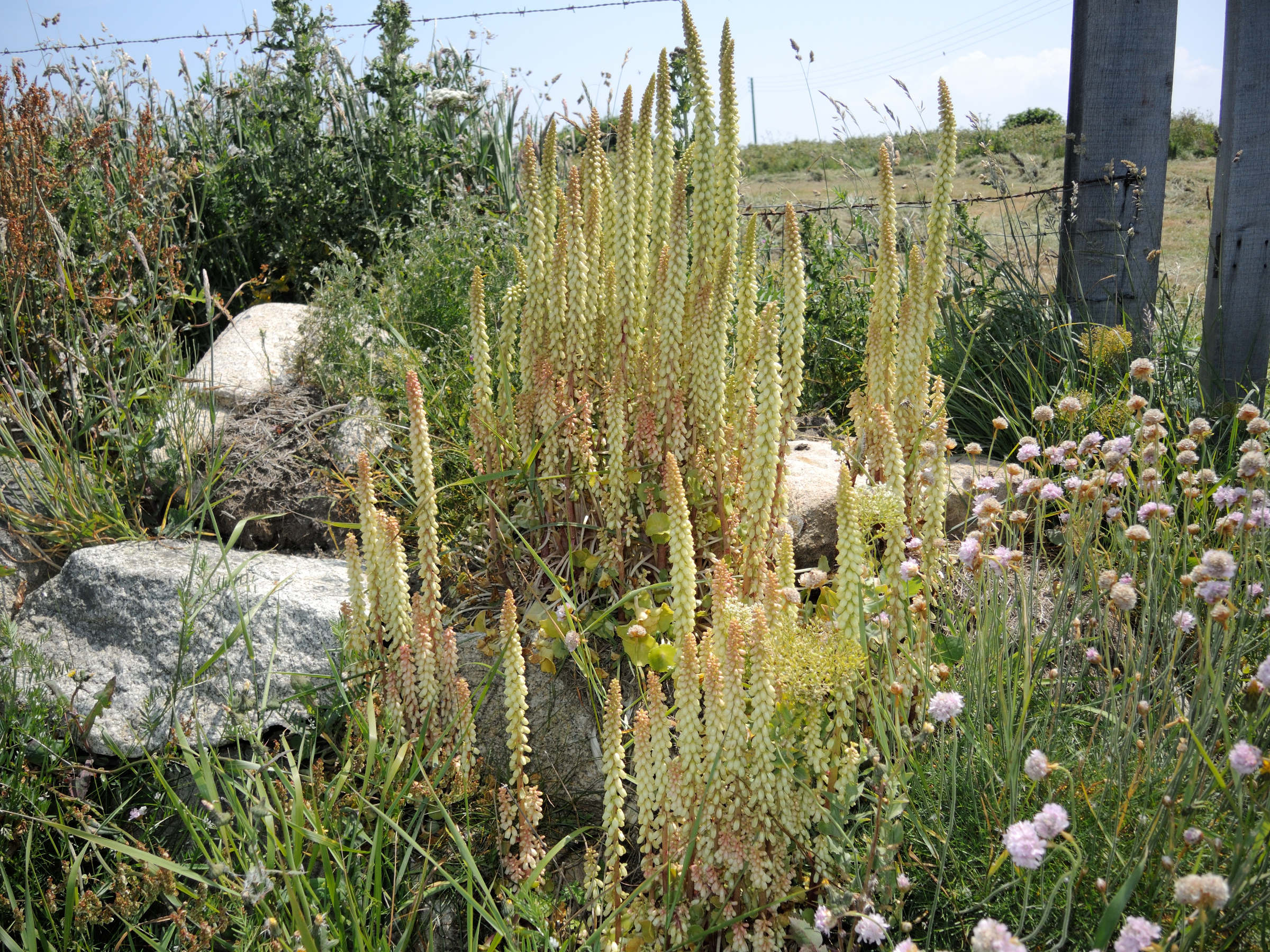 umbilicus_rupestris6md