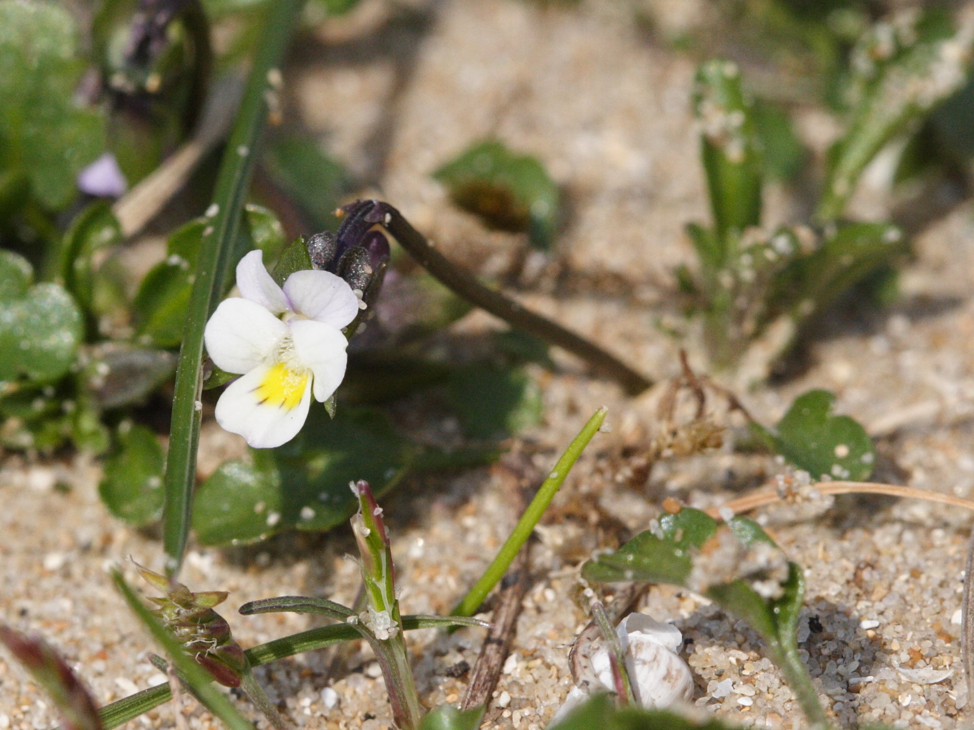 viola_kitaibeliana5md