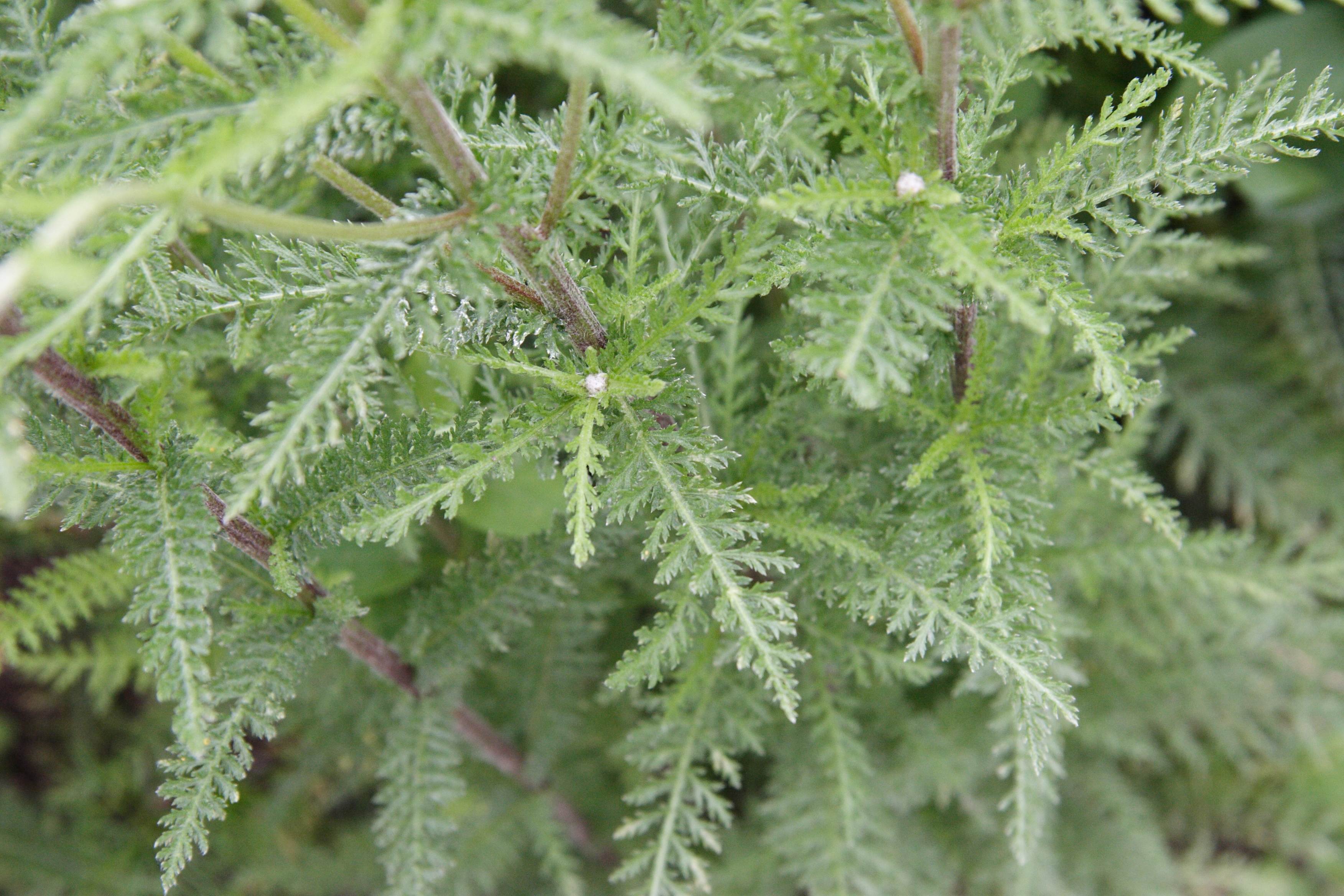 achillea_distans_tanacetifolia2bmd