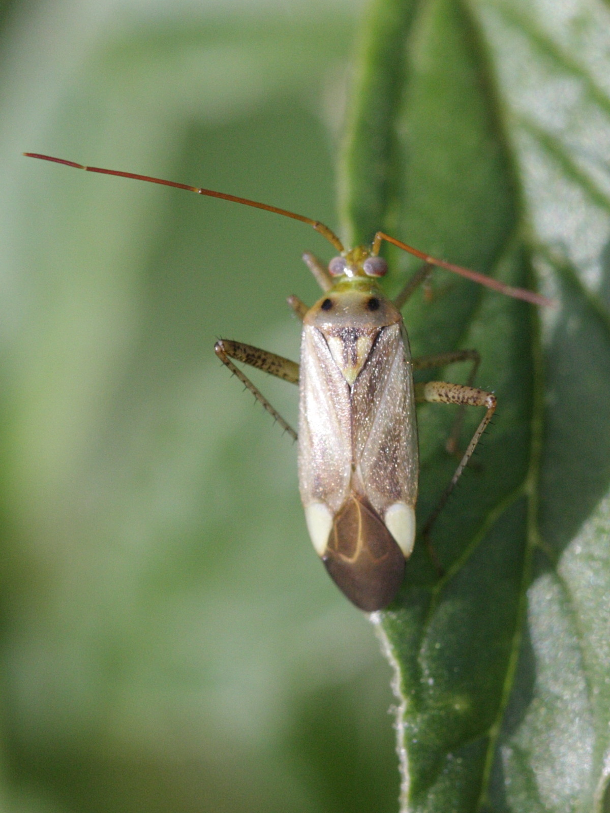Afficher le média adelphocoris_lineolatus2bd adelphocoris_lineolatus2bd
