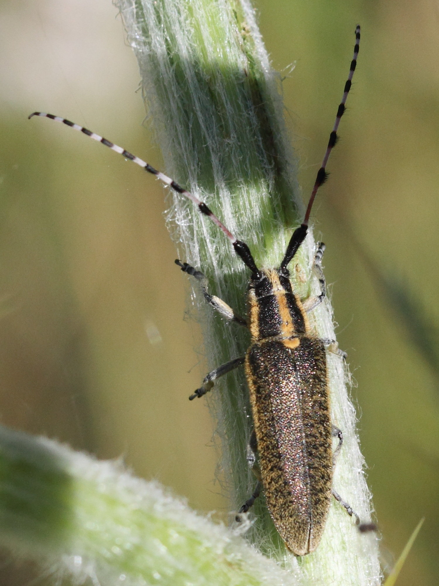 Afficher le média agapanthia_villosoviridescens3bd agapanthia_villosoviridescens3bd