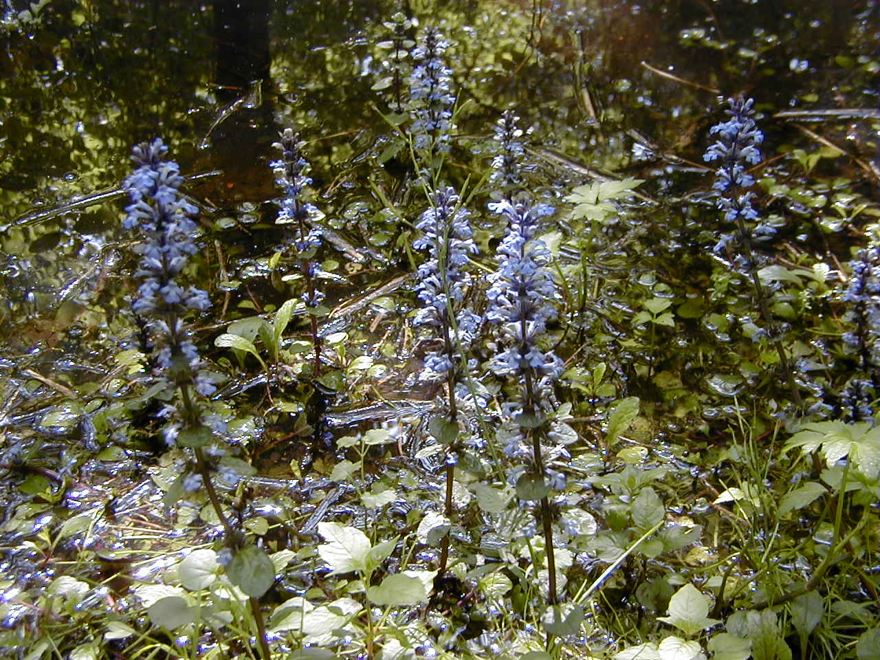 ajuga_reptans2md