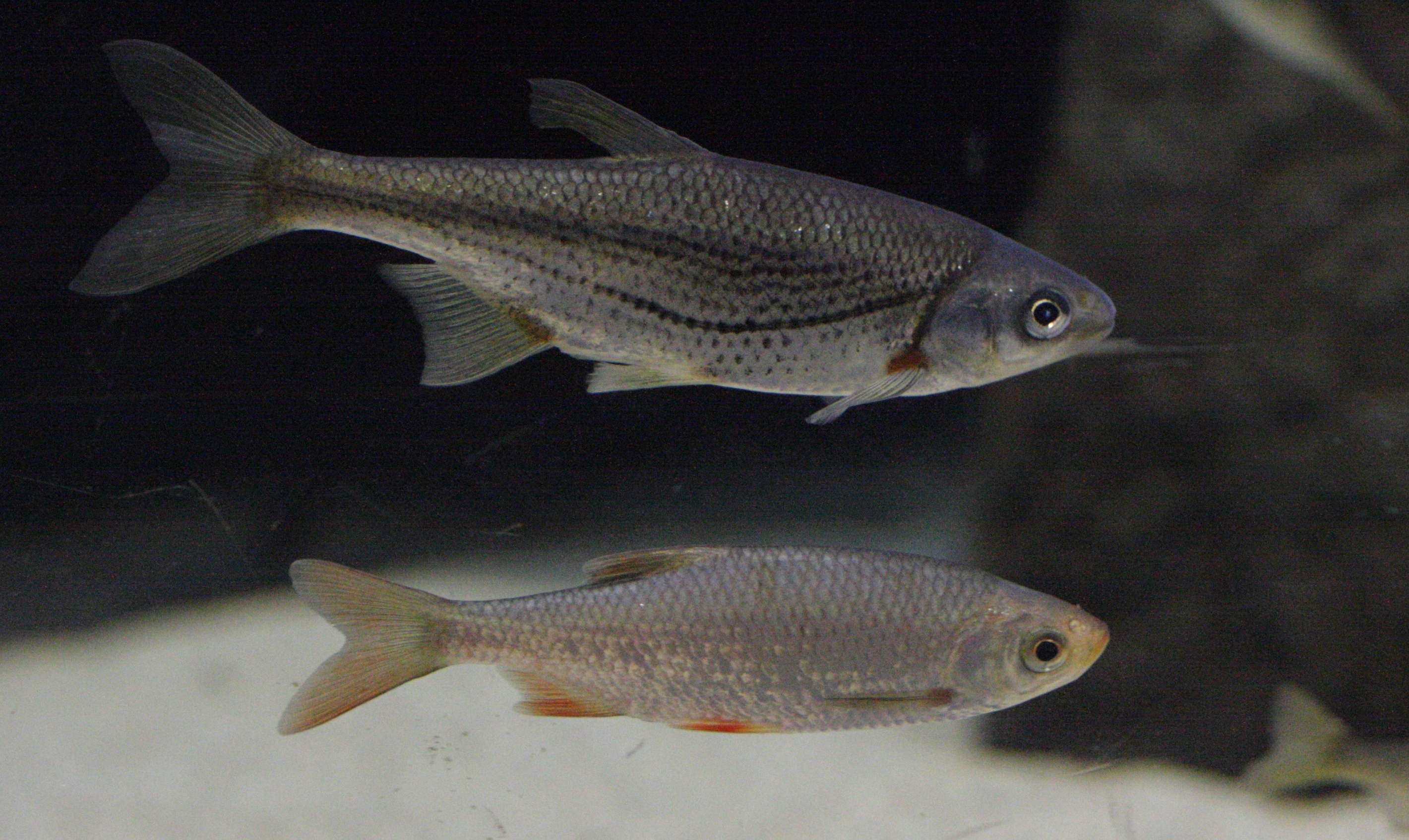 alburnoides_bipunctatus2bd