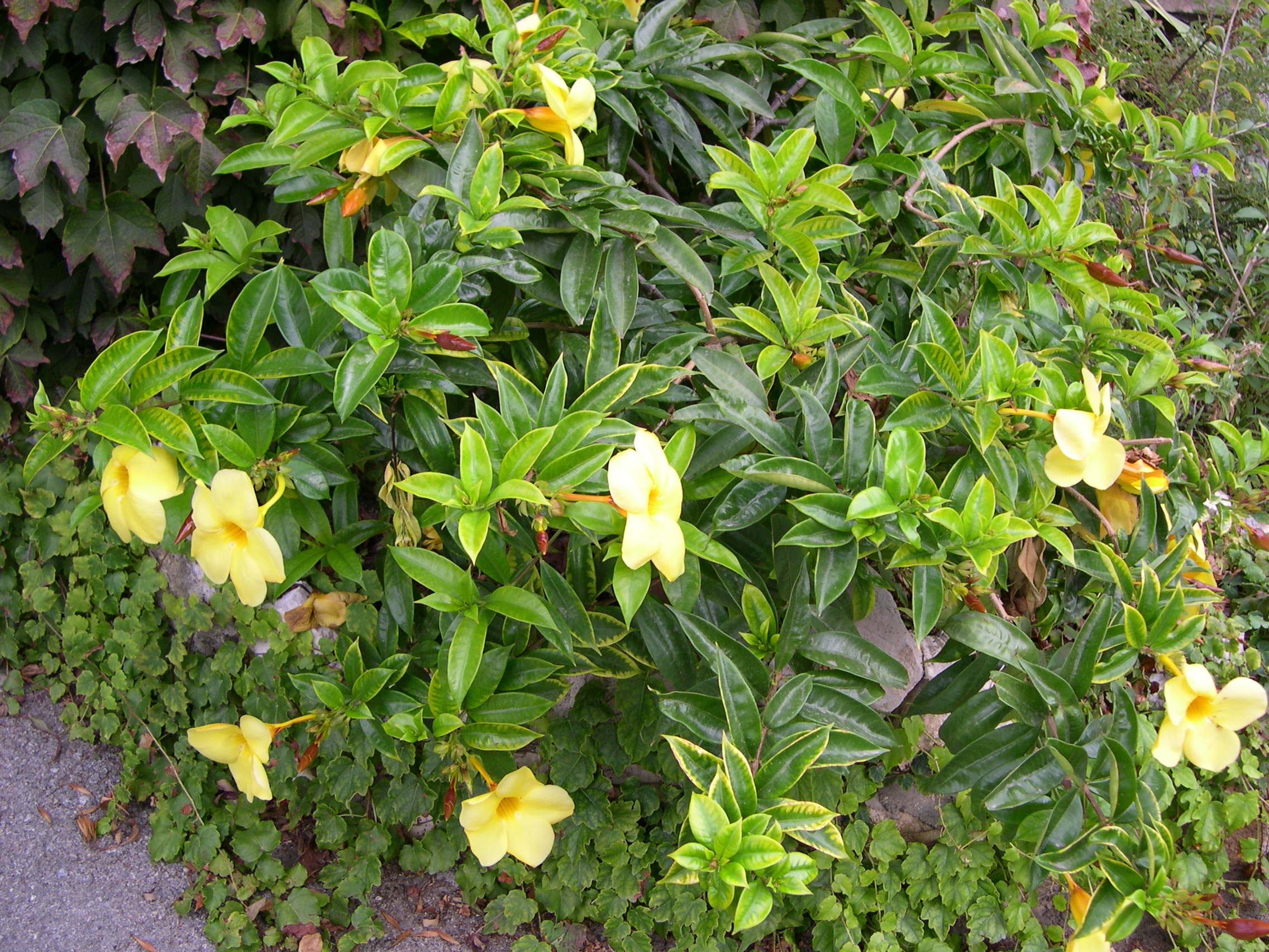 allamanda_cathartica1md