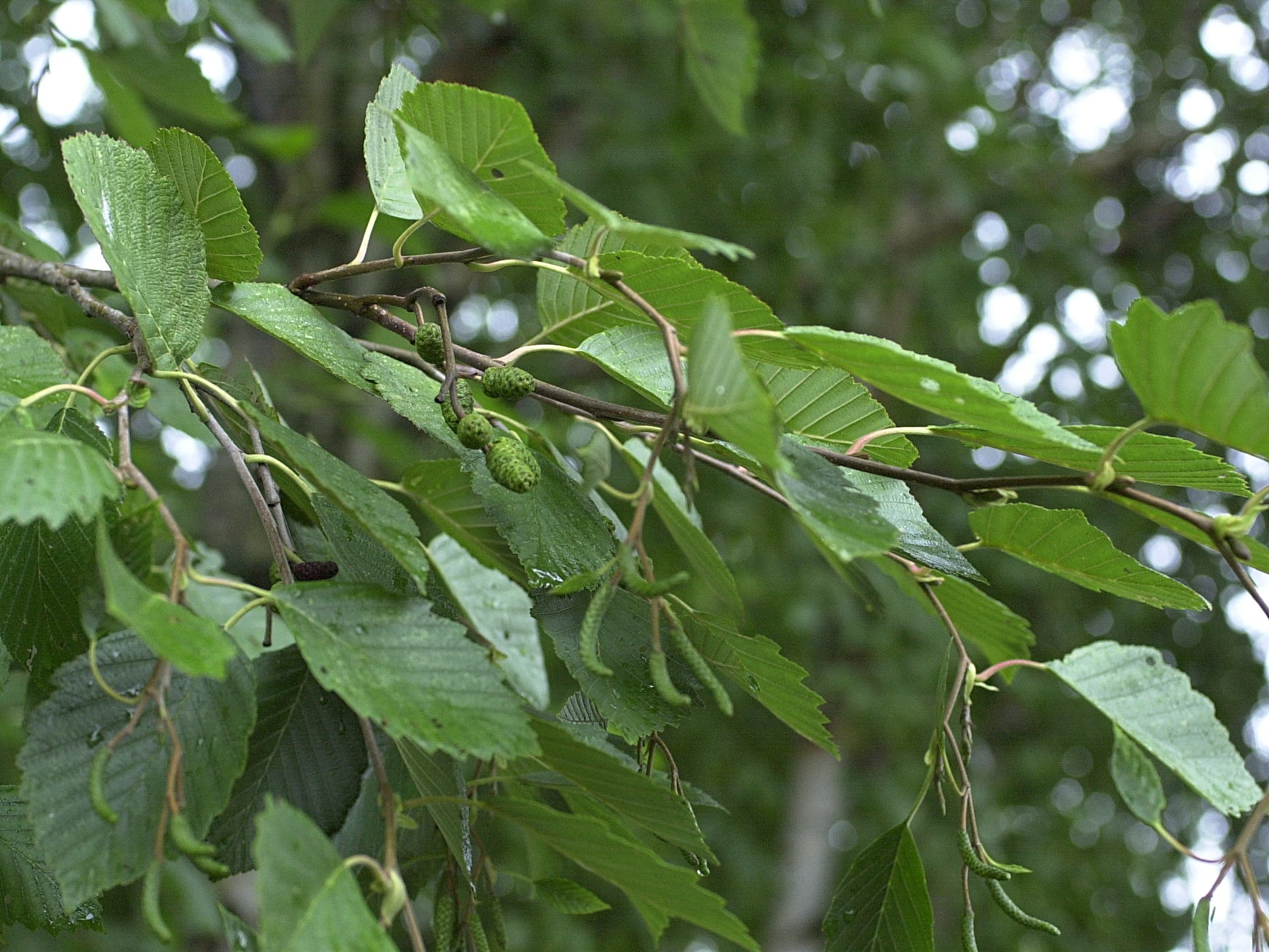 alnus_glutinosa1amd