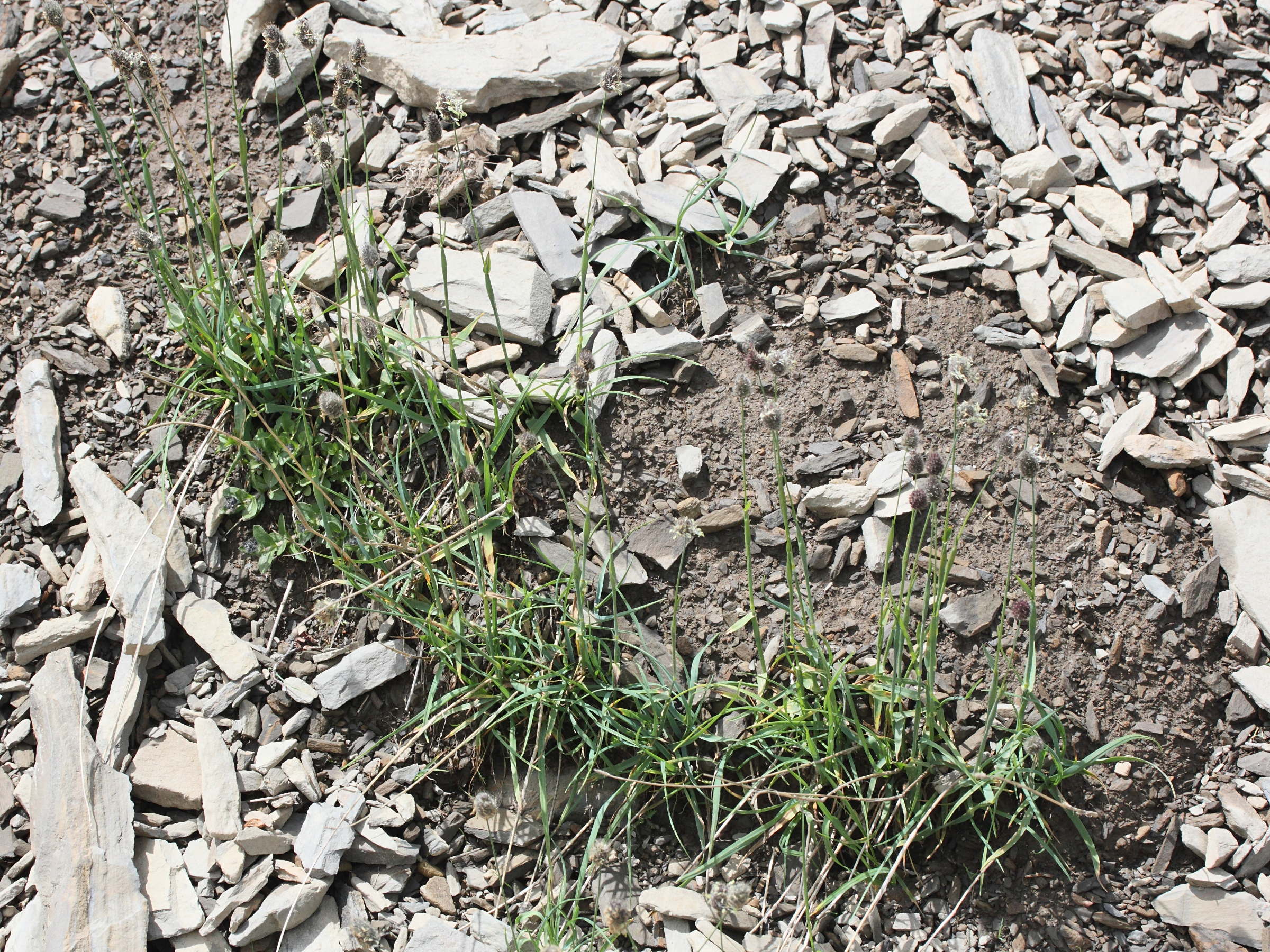 alopecurus_gerardii4md