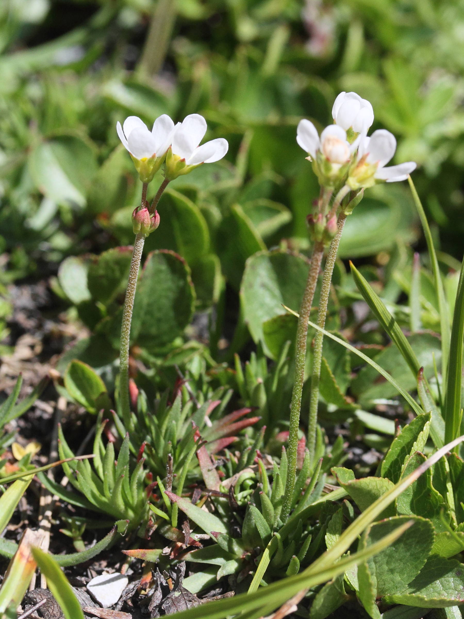 Afficher le média androsace_adfinis_brigantiaca3md androsace_adfinis_brigantiaca3md