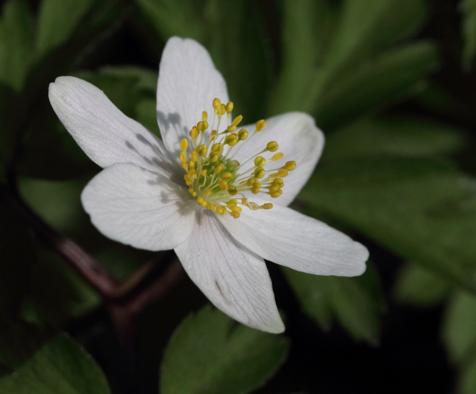 Afficher le média anemone_nemorosa1bd anemone_nemorosa1bd