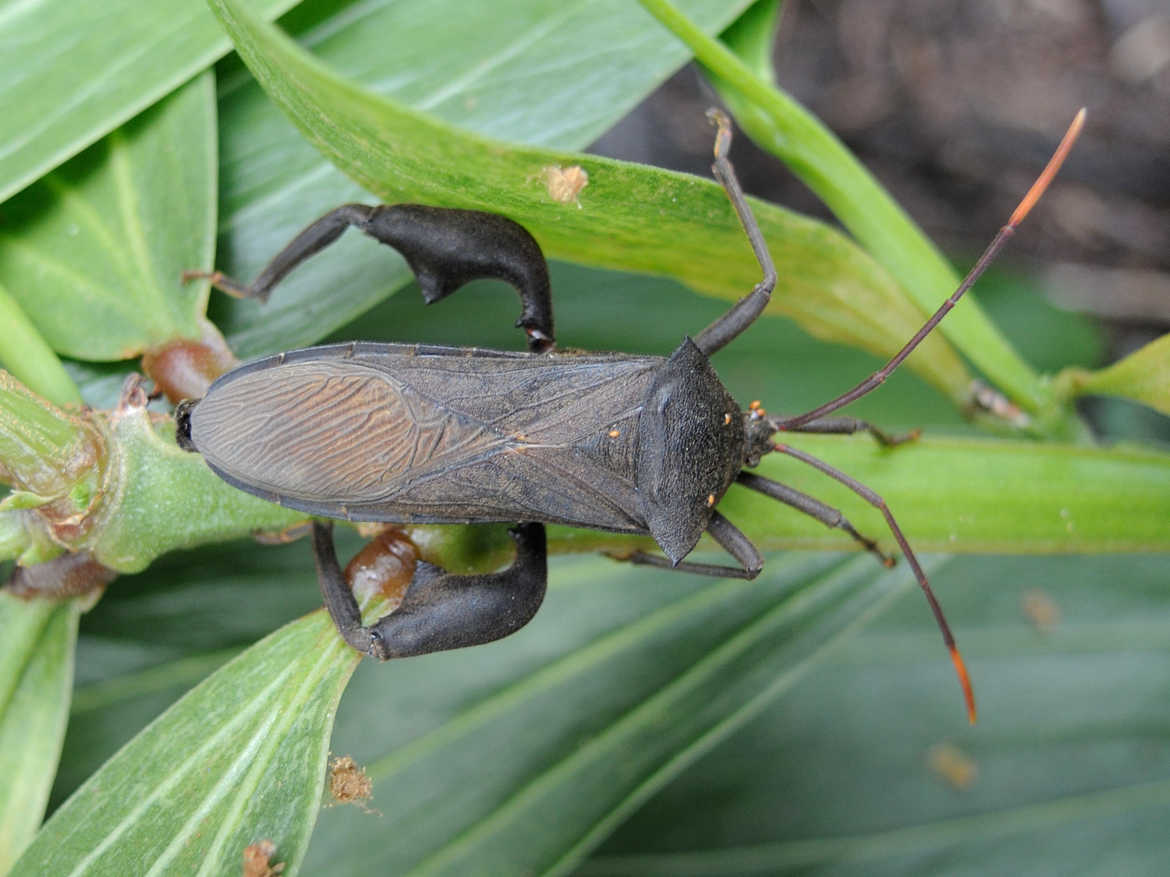 anoplocnemis_curvipes1md