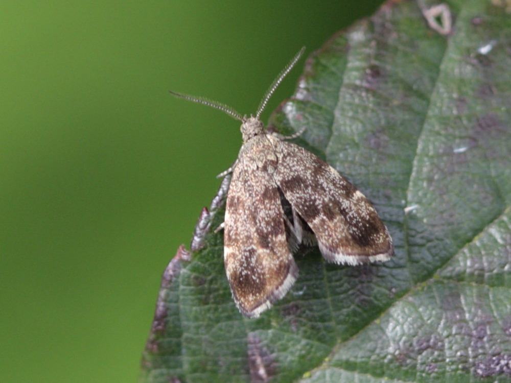 anthophila_fabriciana1bd