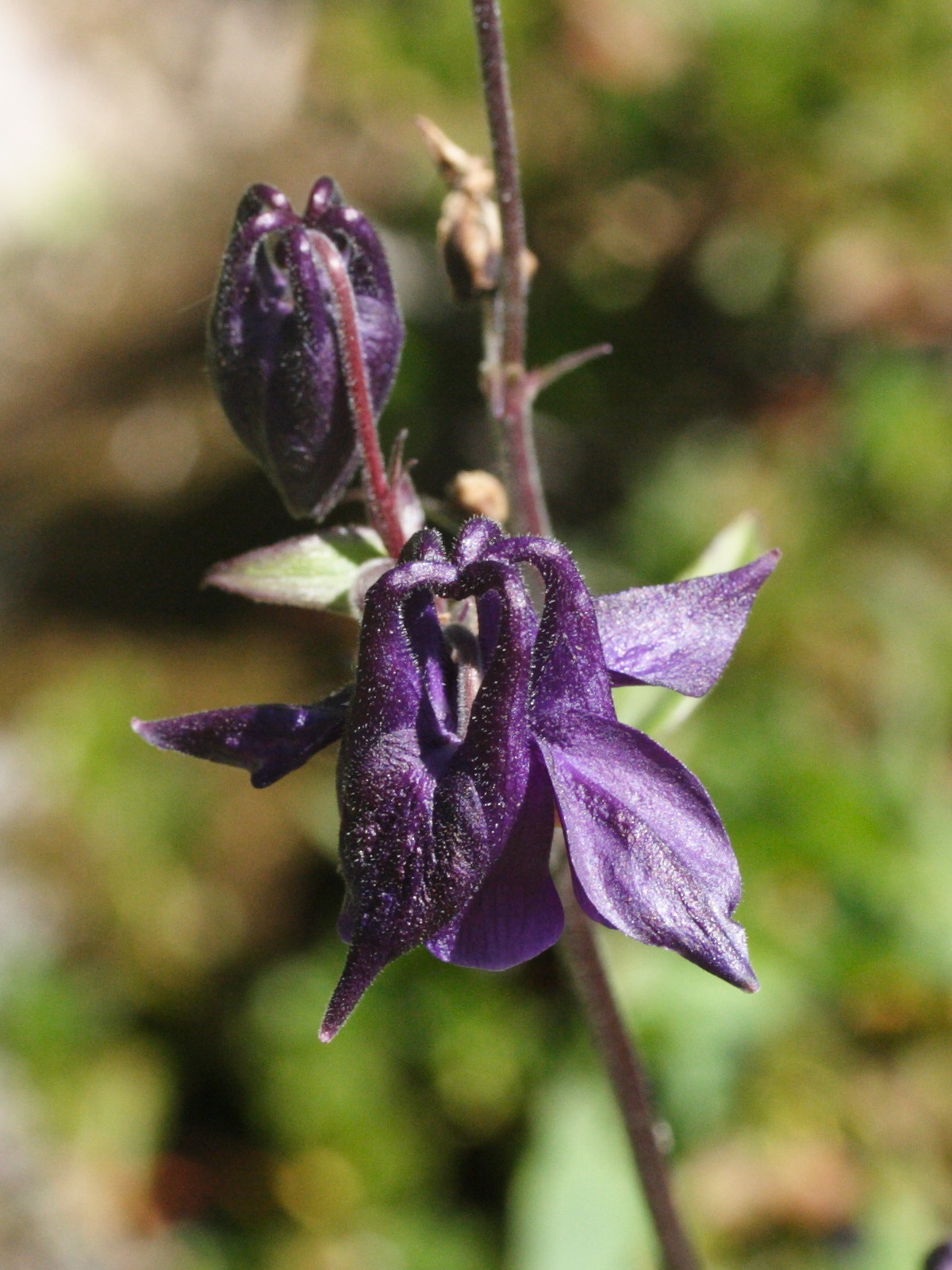 Aquilegia_atrata