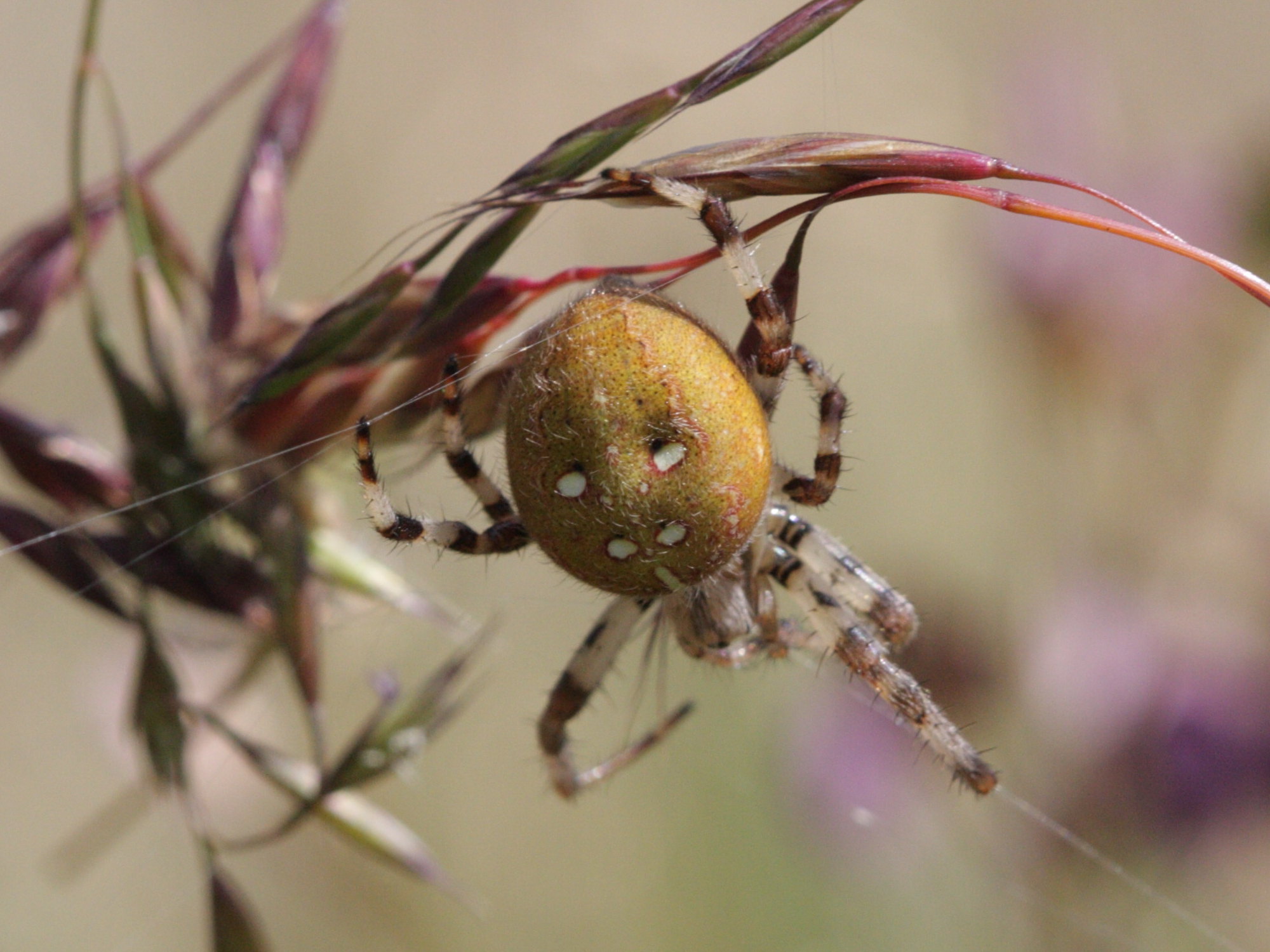araneus_quadratus4bd