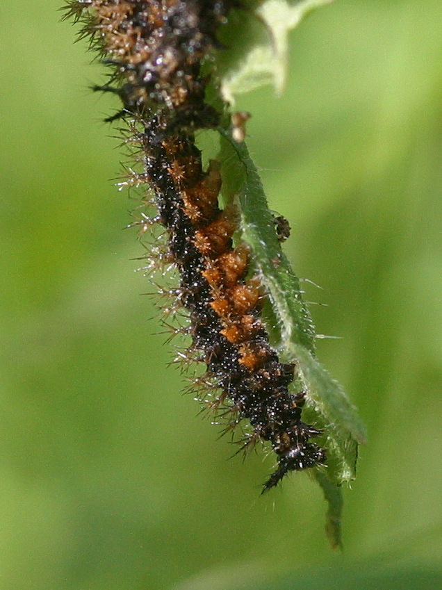 araschnia_levana_ch2bd