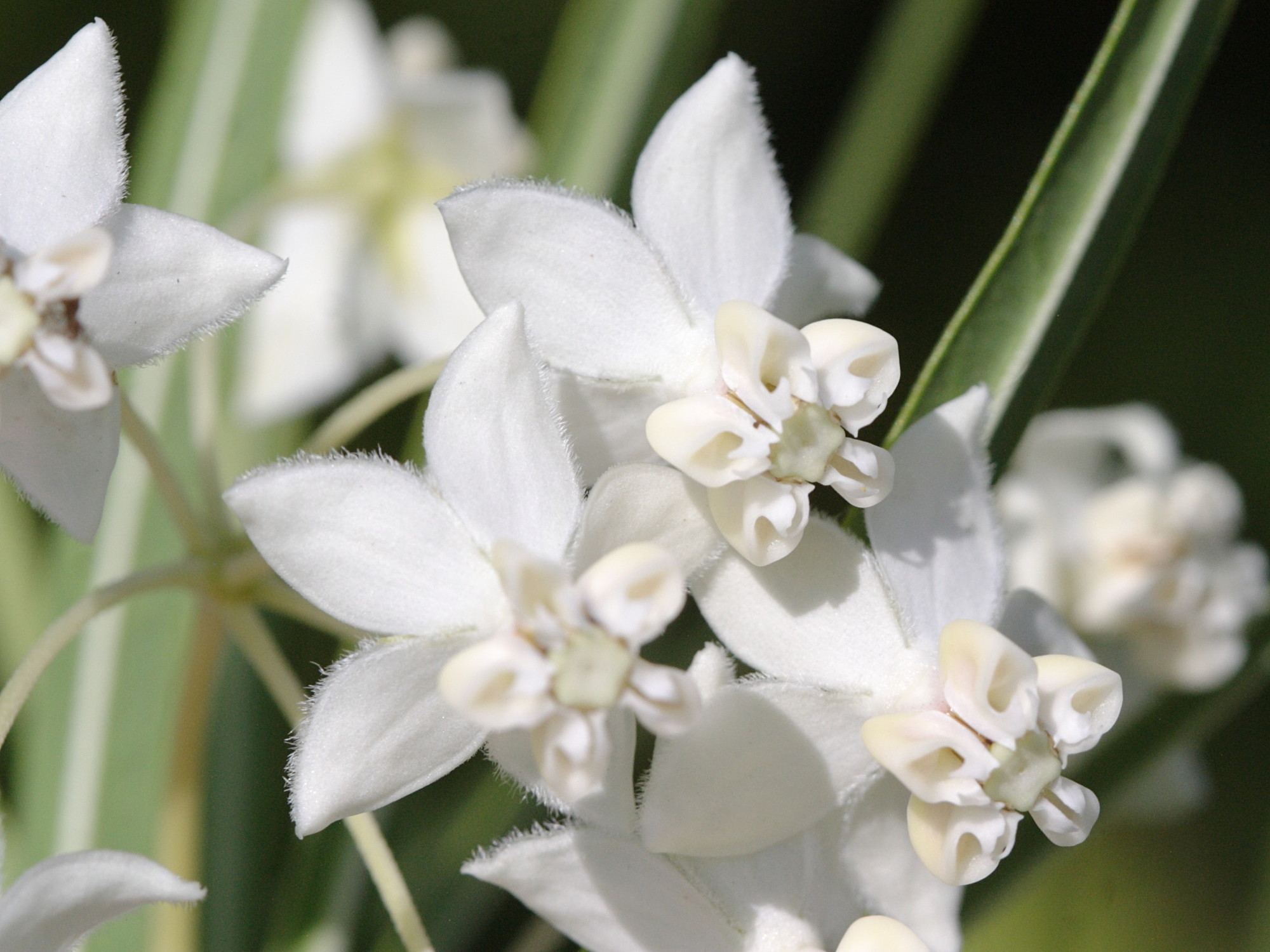 asclepias_fruticosus3bd