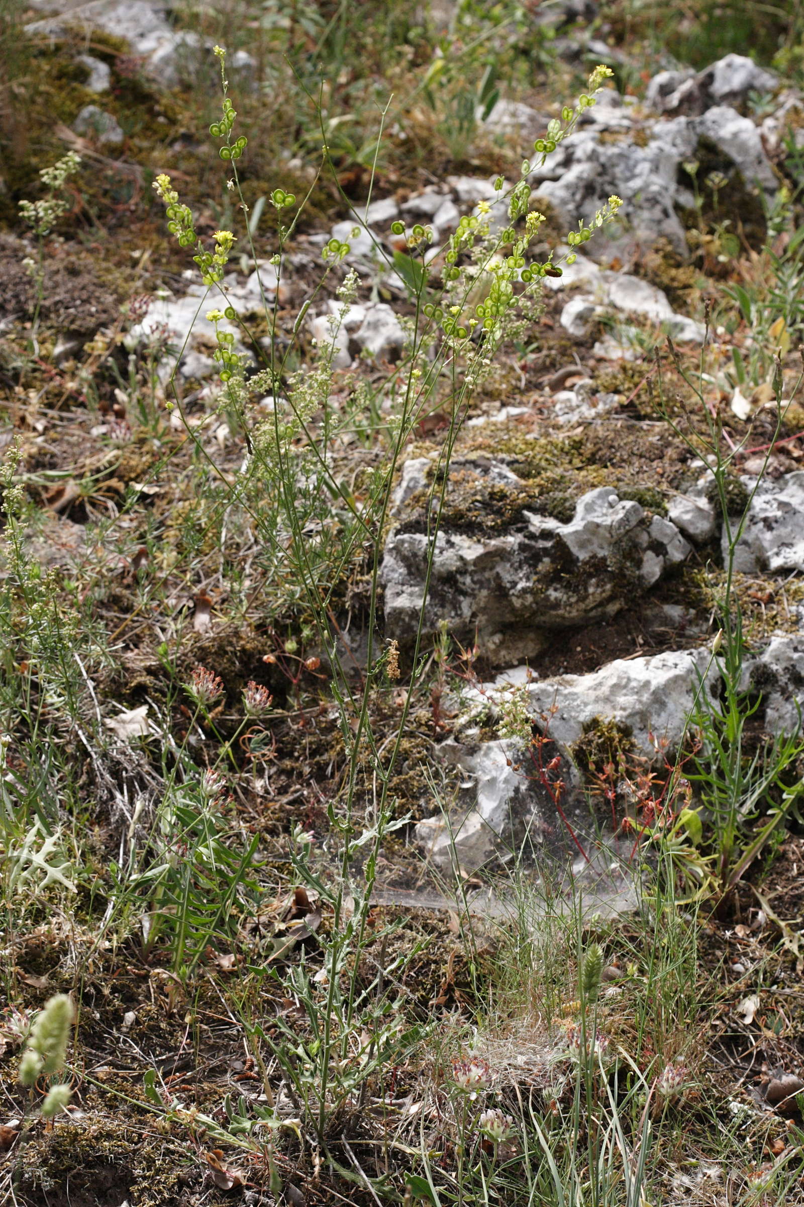 Afficher le média biscutella_laevigata6md biscutella_laevigata6md