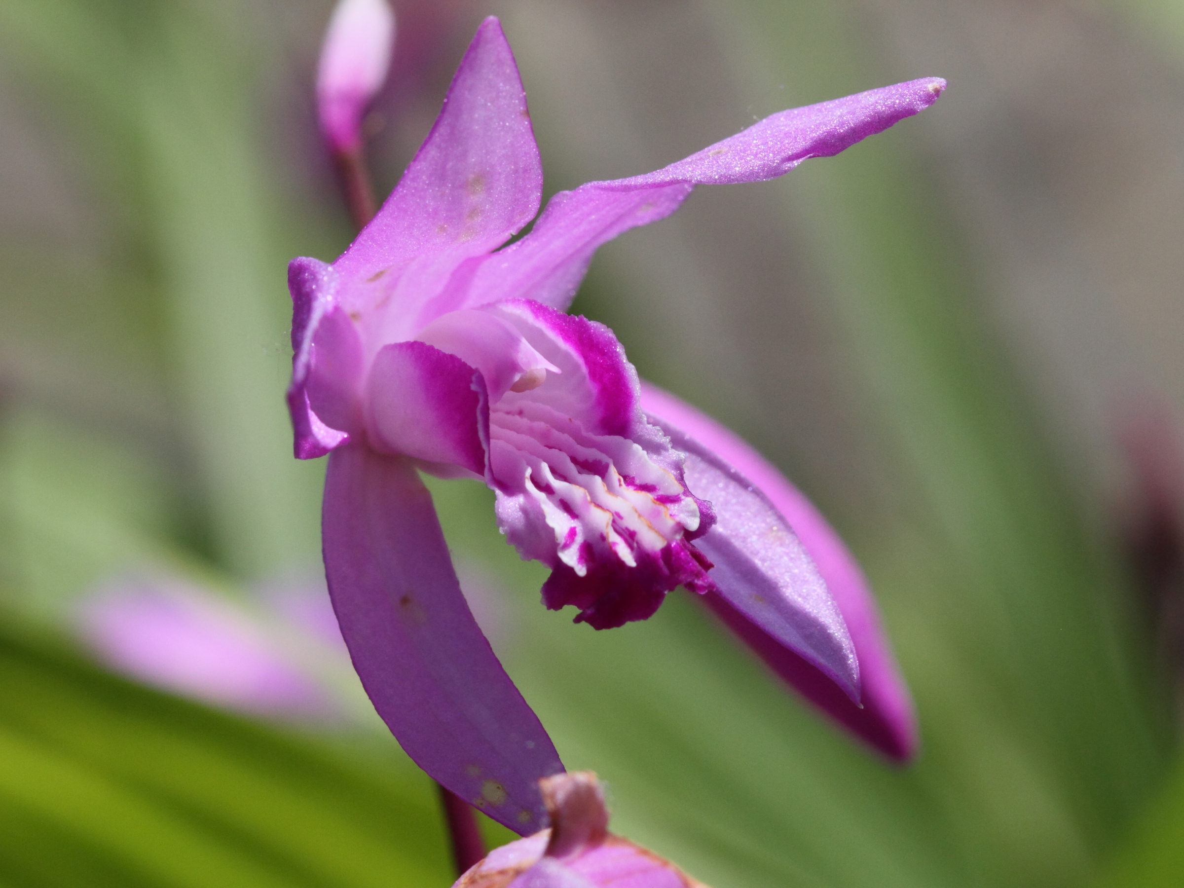 bletilla_striata2bd