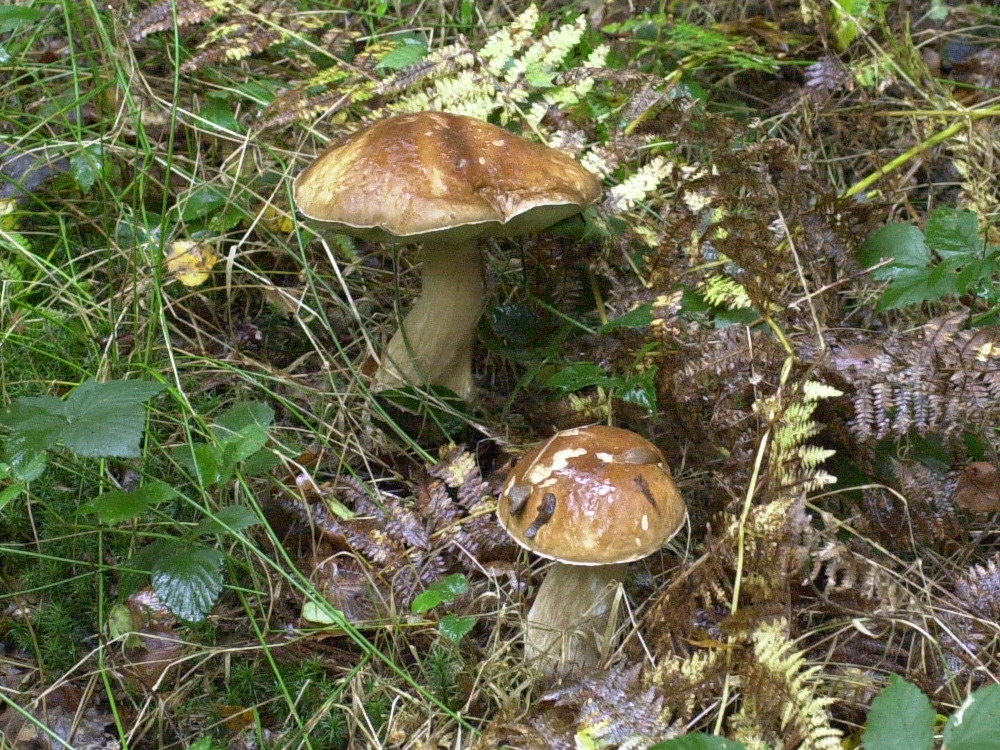 boletus_edulis1bd
