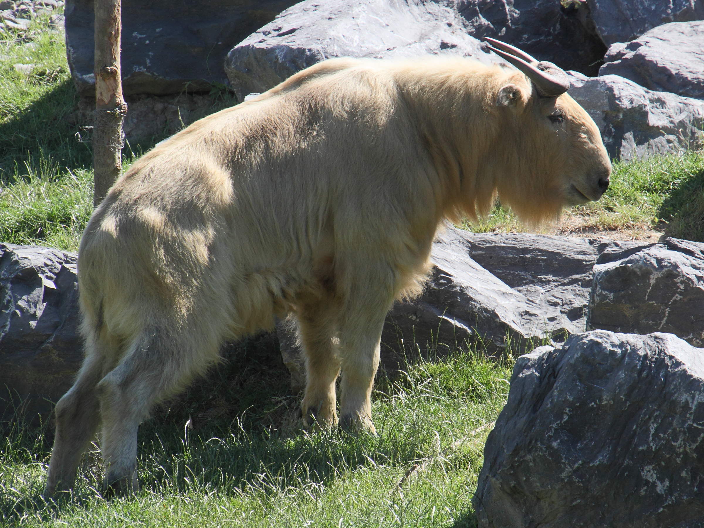 budorcas_taxicolor_bedfordi2md