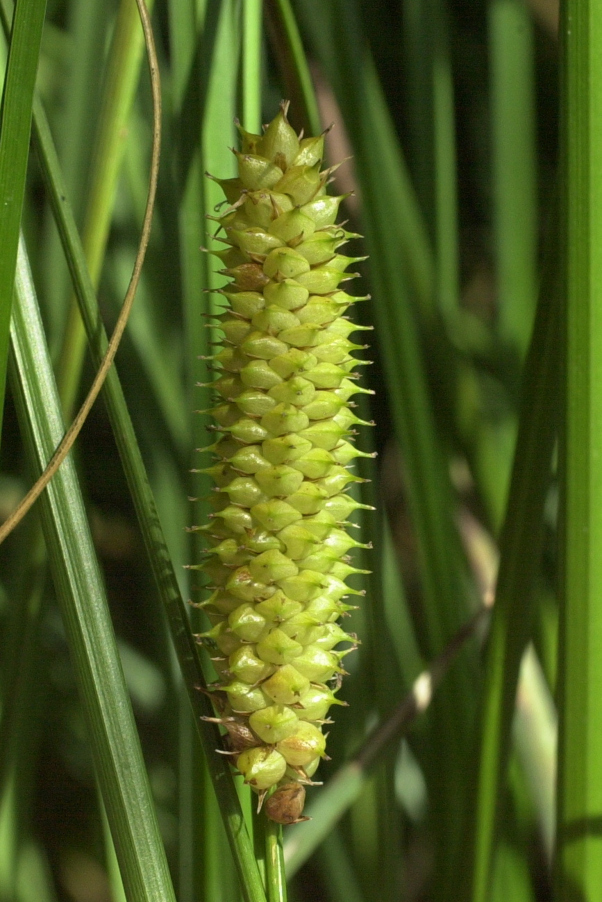 Afficher le média carex_vesicaria4amd carex_vesicaria4amd