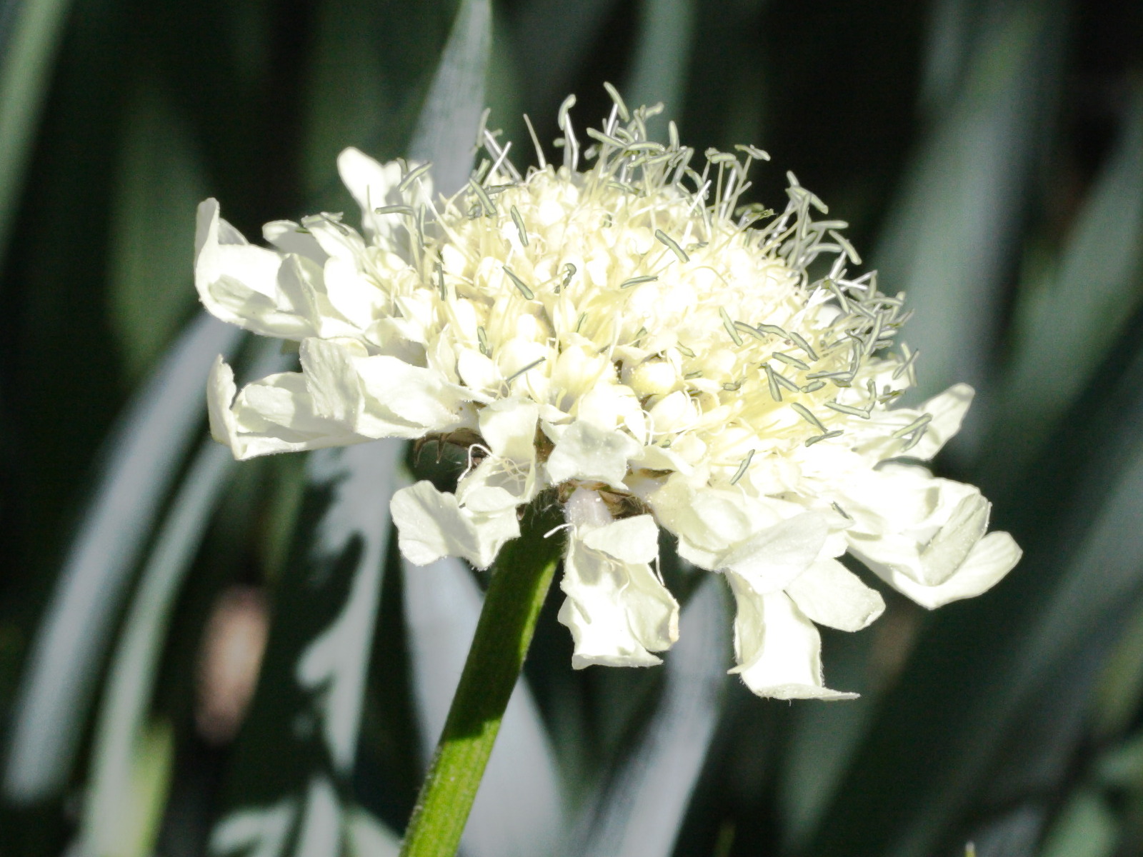 cephalaria_gigantea1md