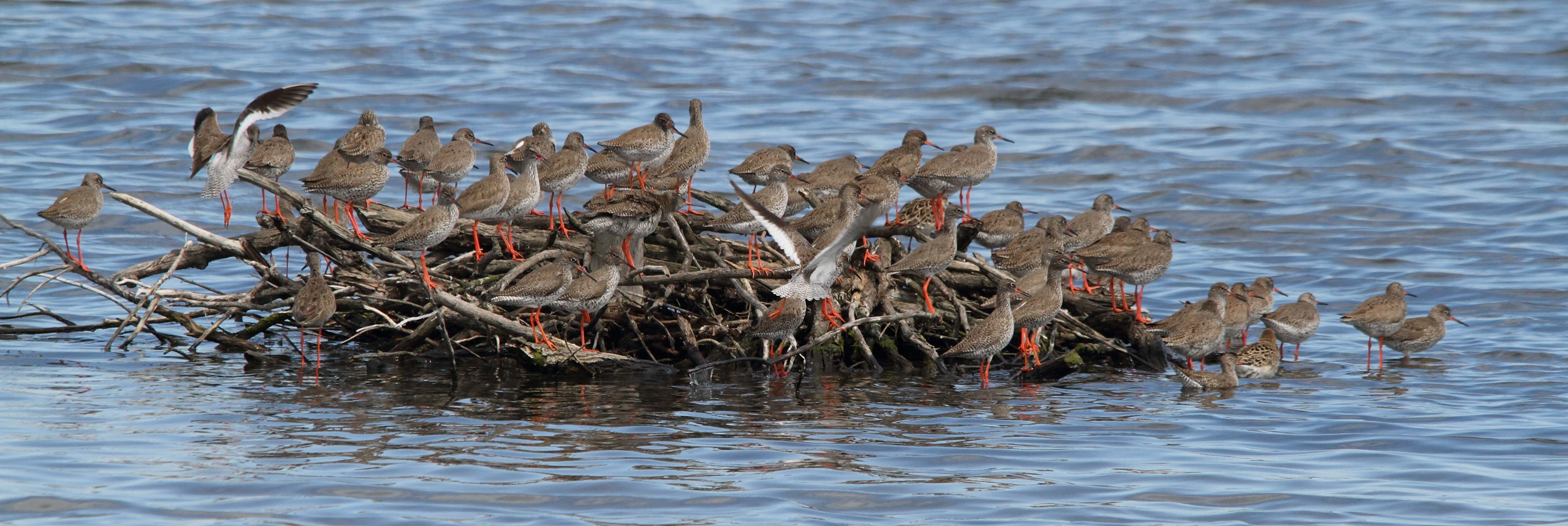 chevalier_gambette_-_tringa_totanus3bd