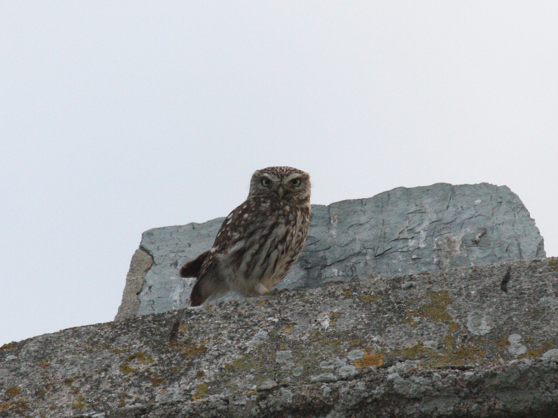 cheveche_d-athena_-_athene_noctua2bd