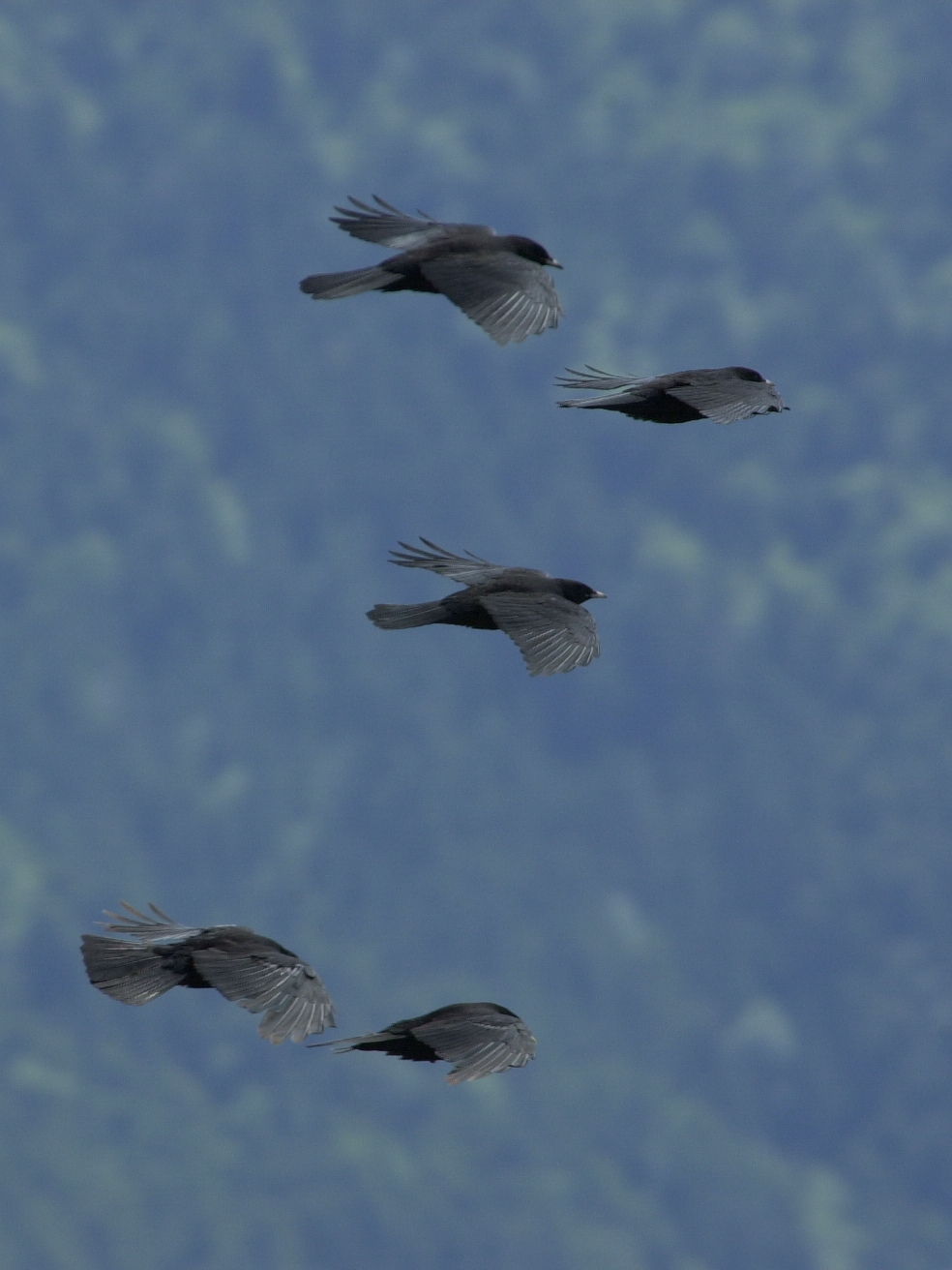 chocard_a_bec_jaune_-_pyrrhocorax_graculus2md