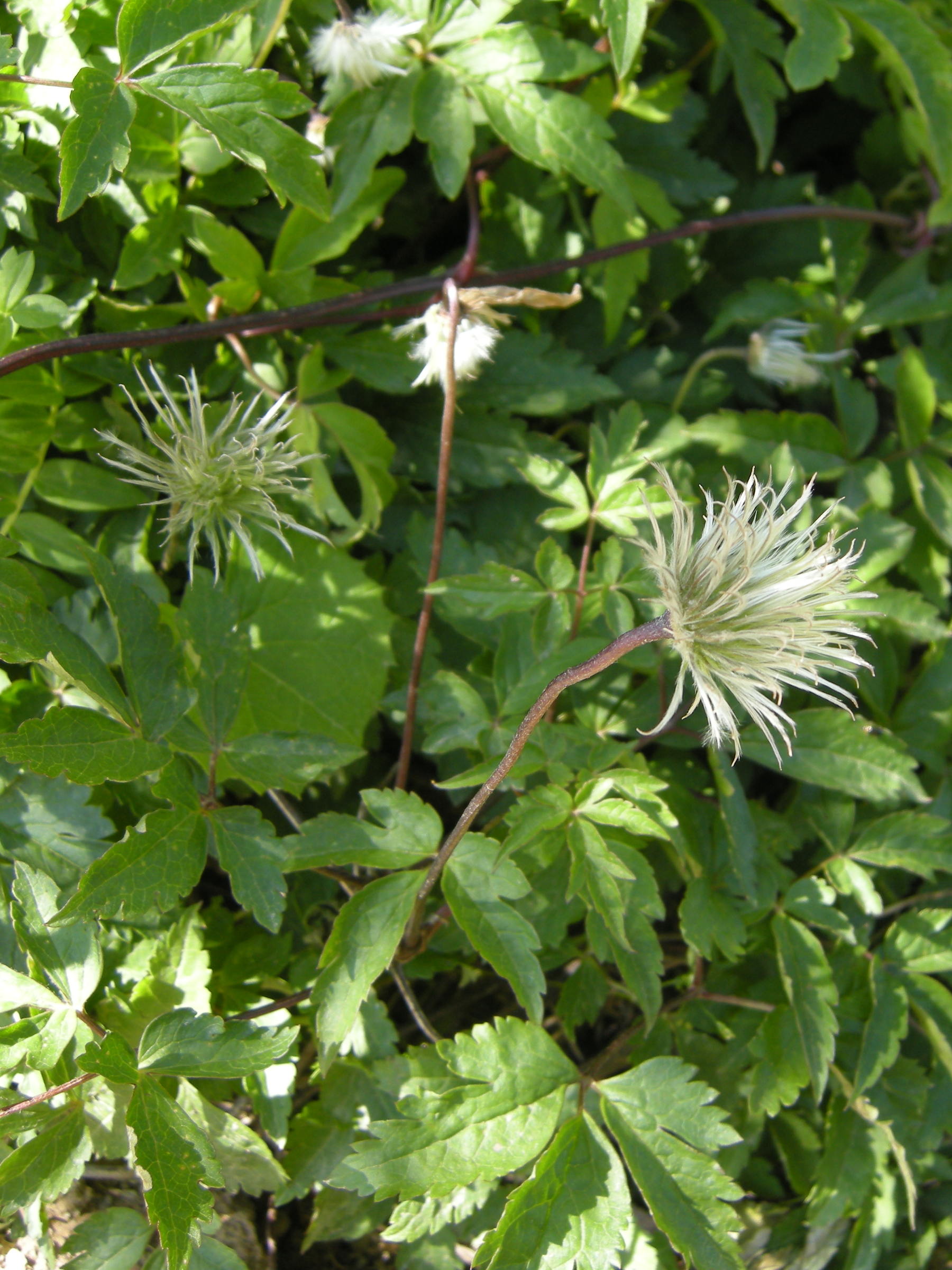 clematis_alpina2md