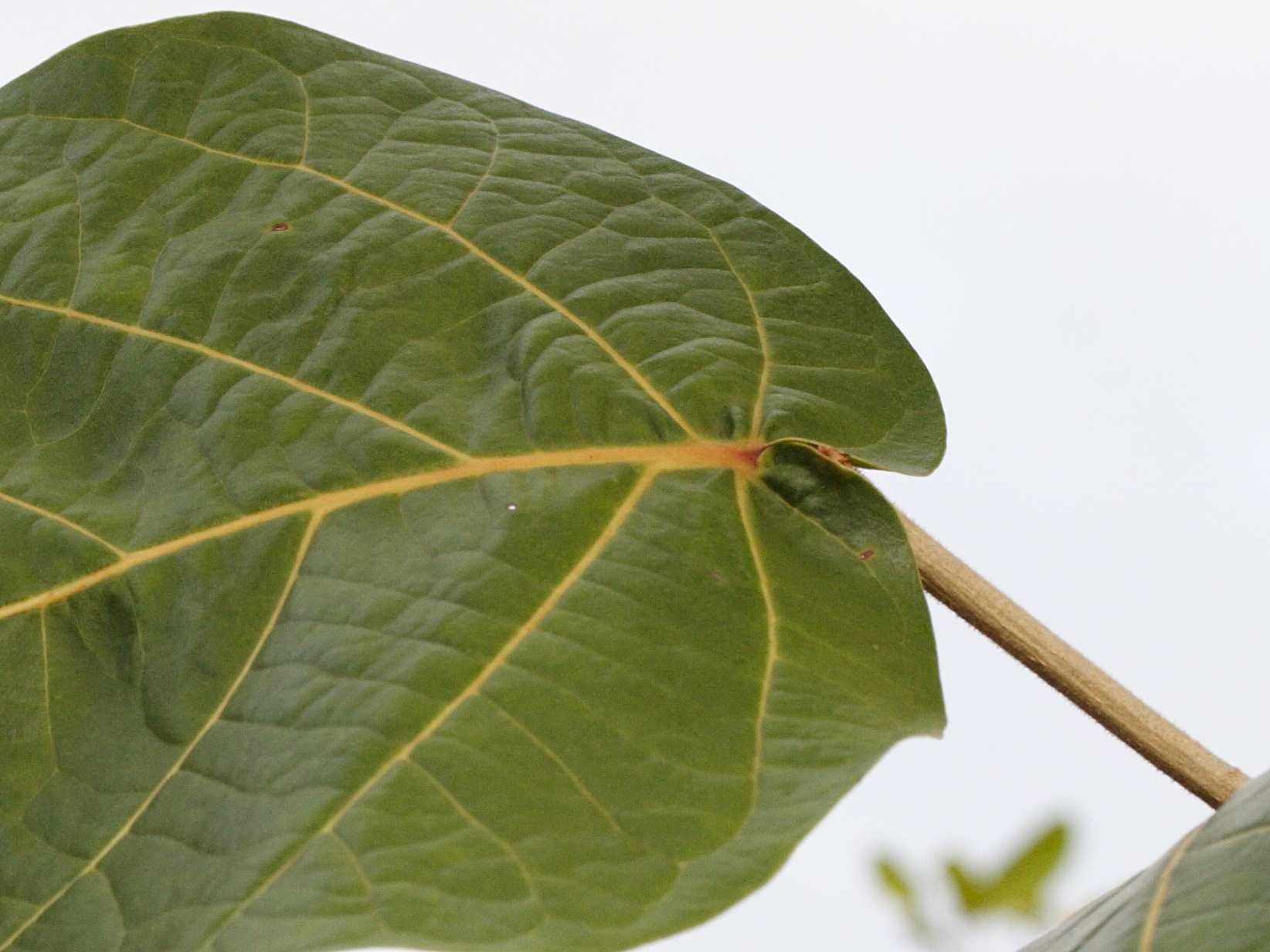 Afficher le média coccoloba_caravellae4md coccoloba_caravellae4md