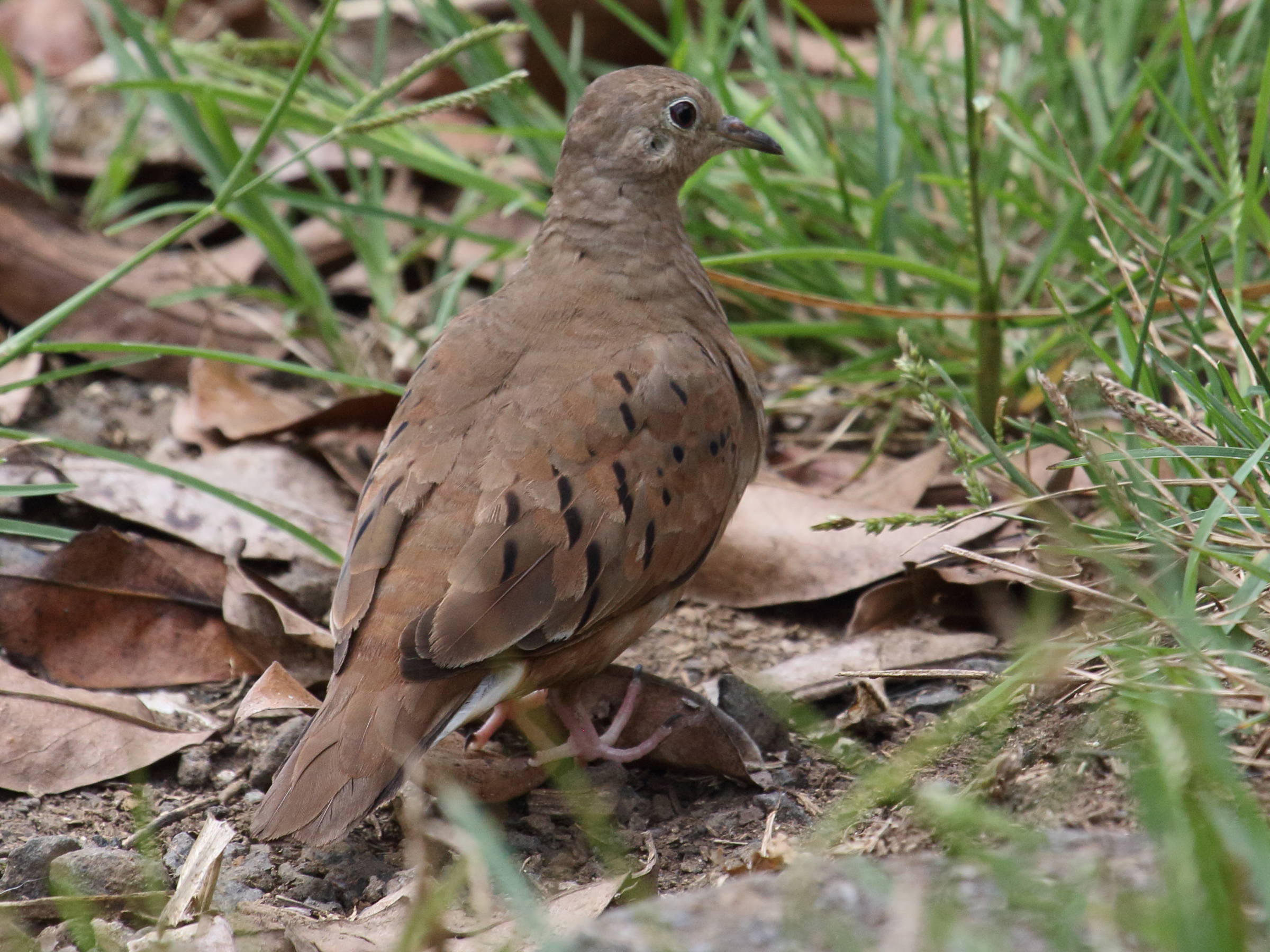 colombe_a_queue_noire_-_columbina_passerina5bd