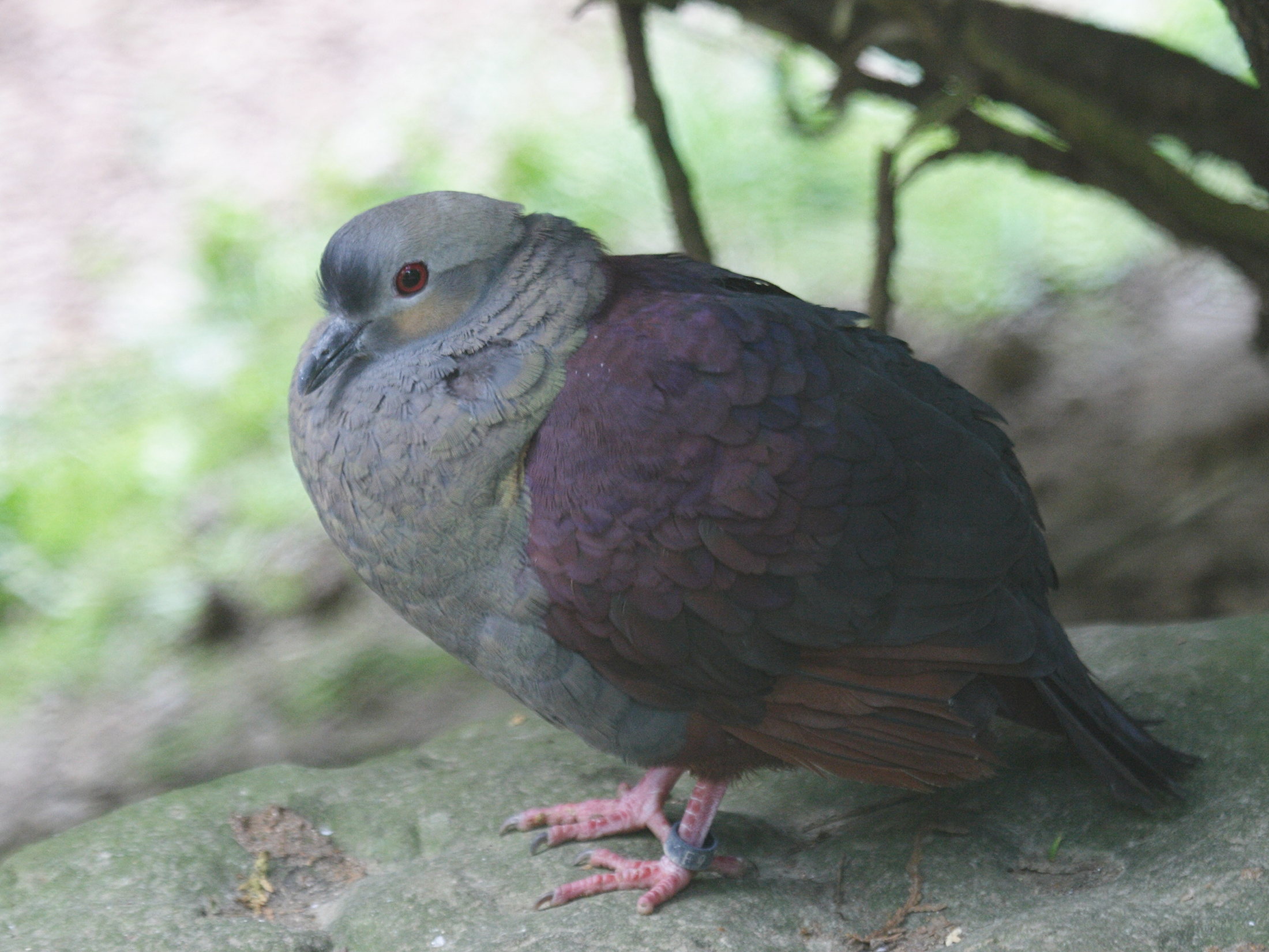 colombe_versicolore_-_geotrygon_versicolor1bd