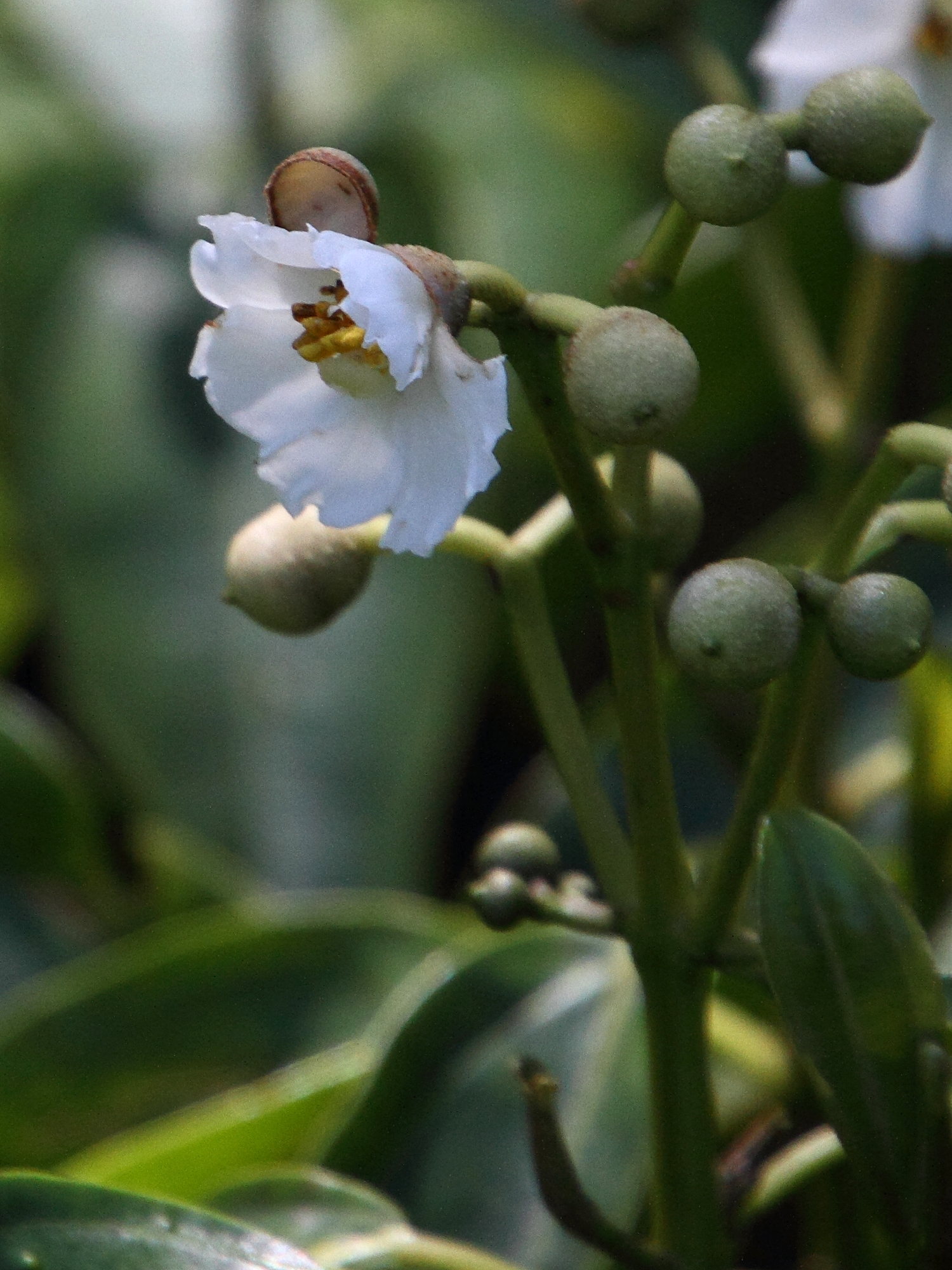 Afficher le média conostegia_oerstediana4md conostegia_oerstediana4md