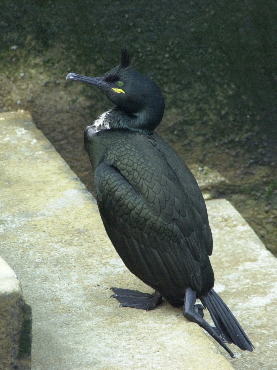 Afficher le média cormoran_huppe_-_phalacrocorax_aristotelis1md cormoran_huppe_-_phalacrocorax_aristotelis1md