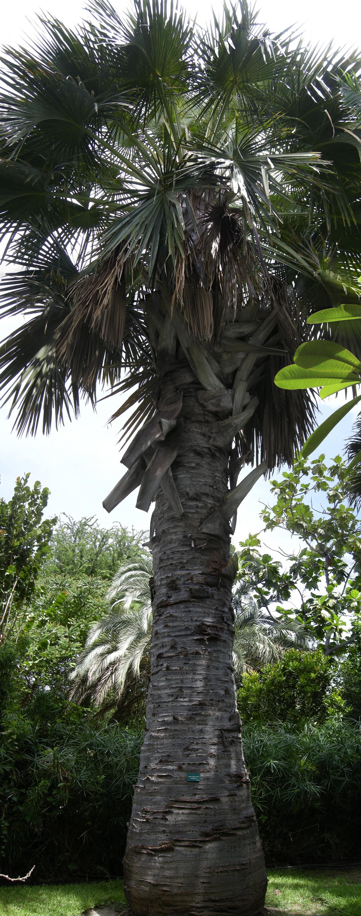 corypha_umbraculifera1md