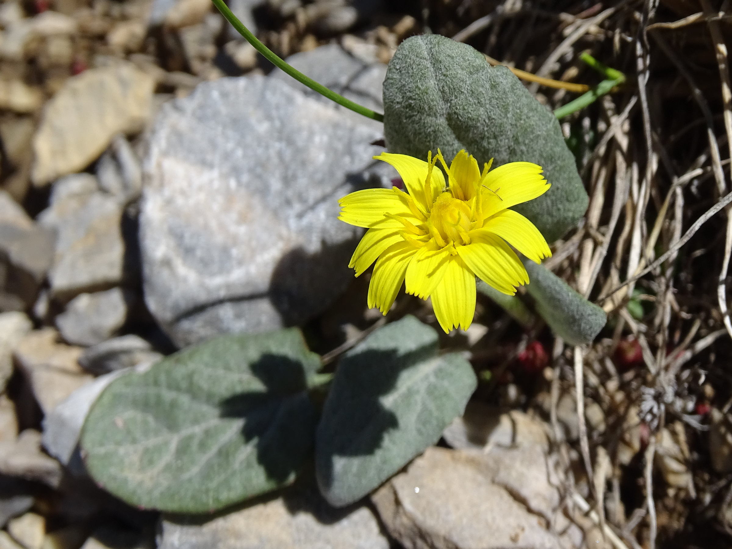 Afficher le média crepis_pygmaea3mv crepis_pygmaea3mv