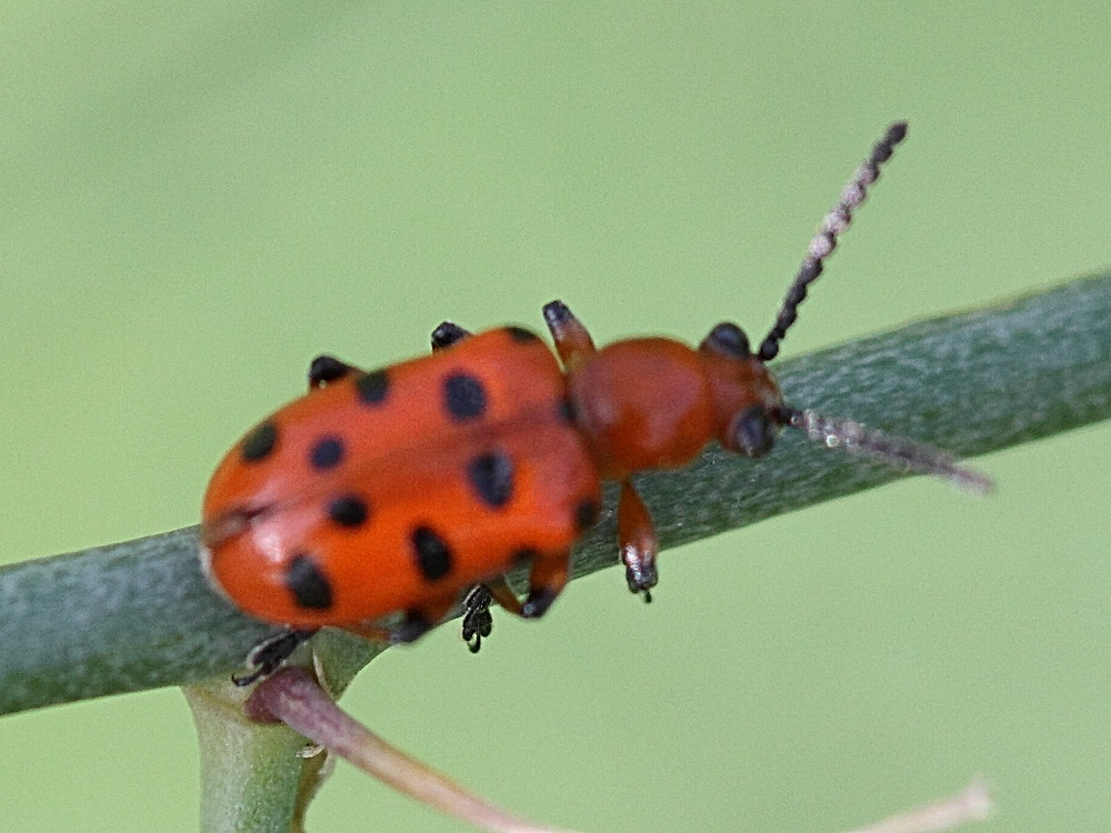 crioceris_duodecimpuncta1bd