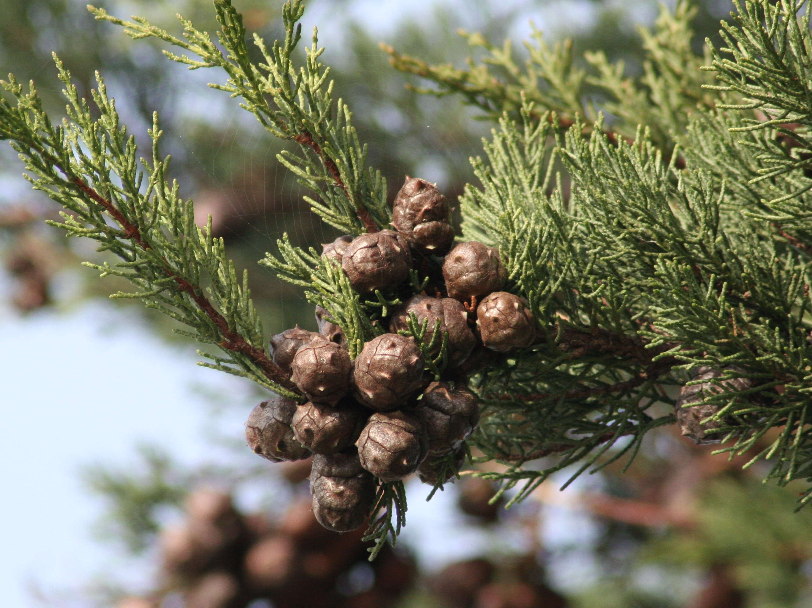 Afficher le média cupressus_macrocarpa4md cupressus_macrocarpa4md