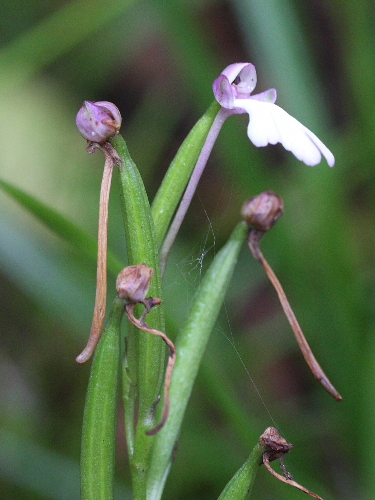 cynorkis_fastigiata3md