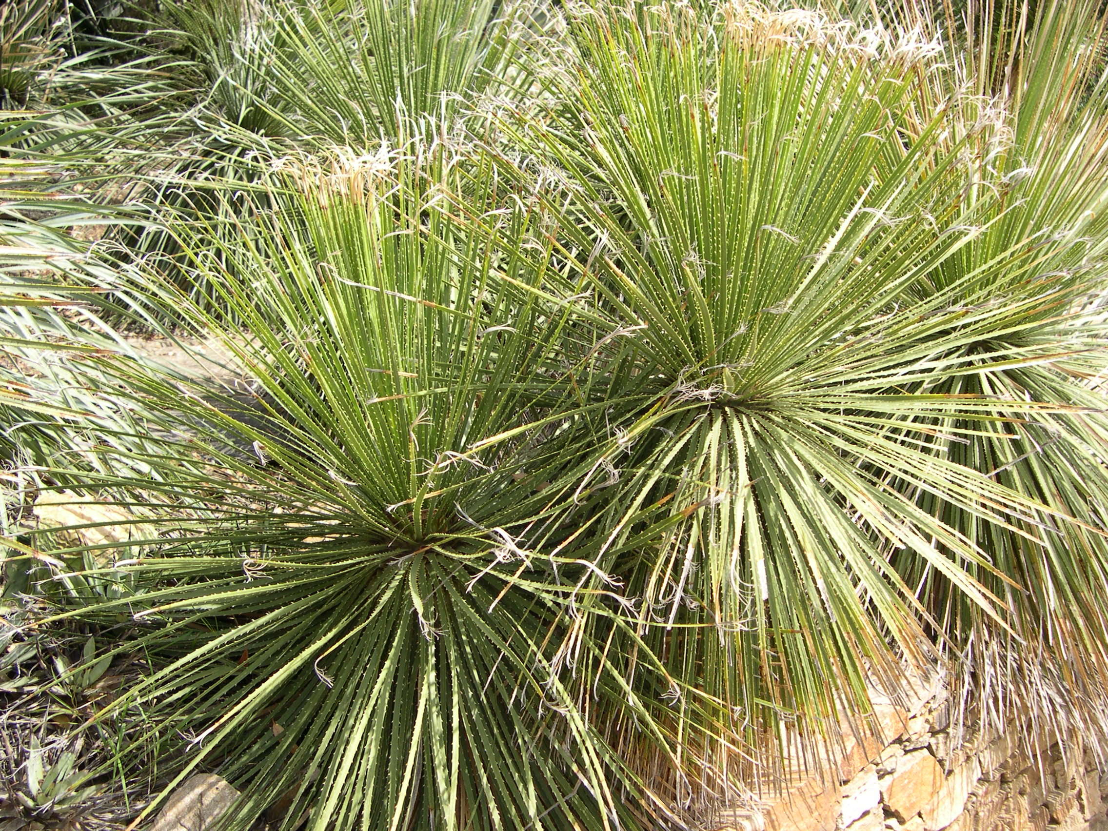 dasylirion_wheeleri1md