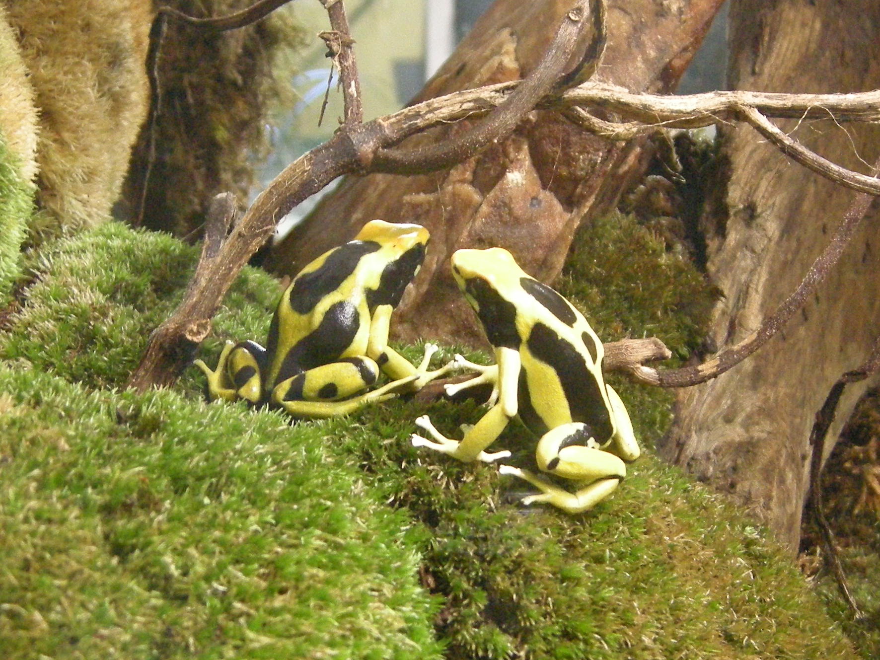dendrobates_tinctorius1md