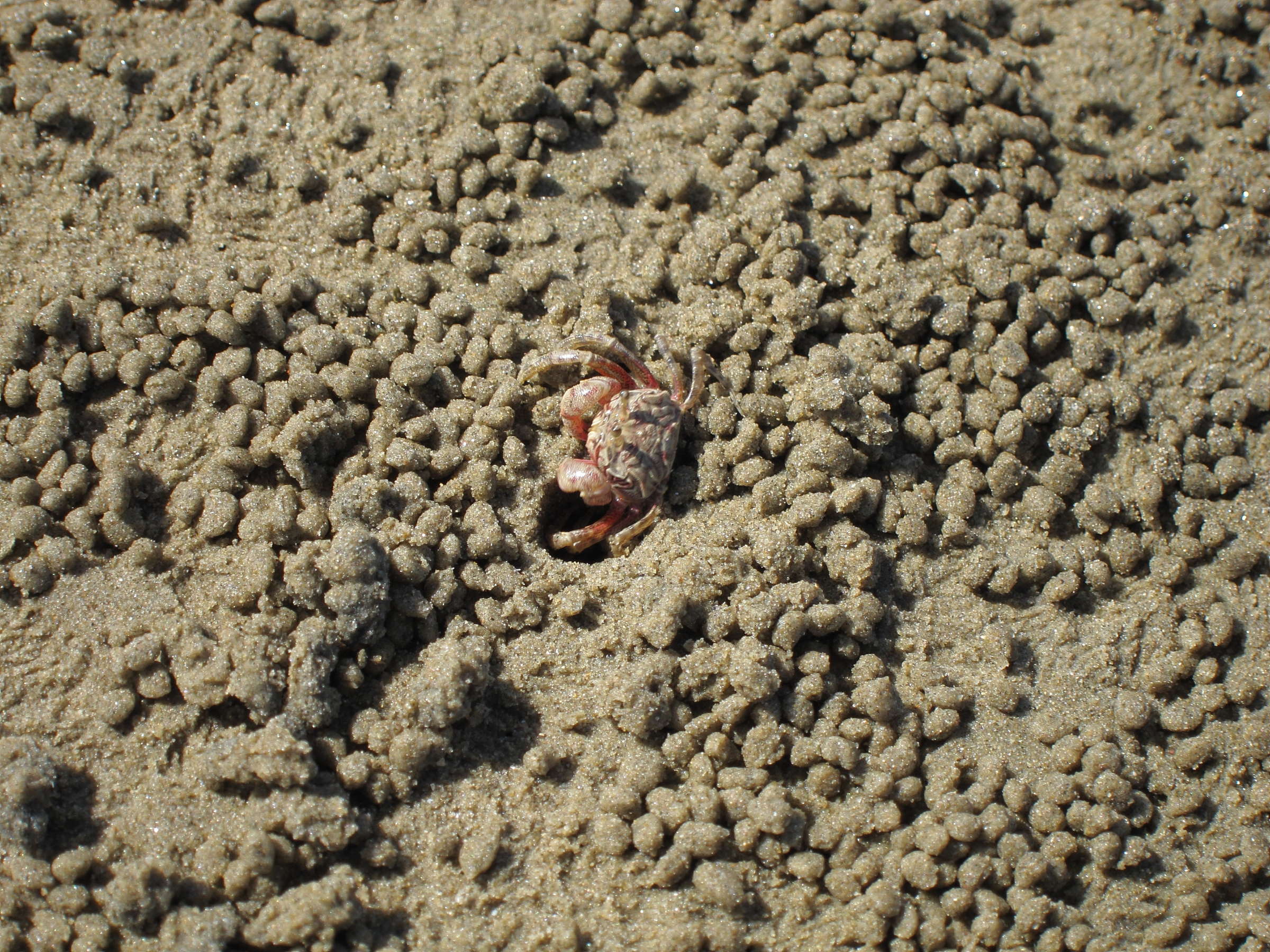 dotilla_fenestrata1bd