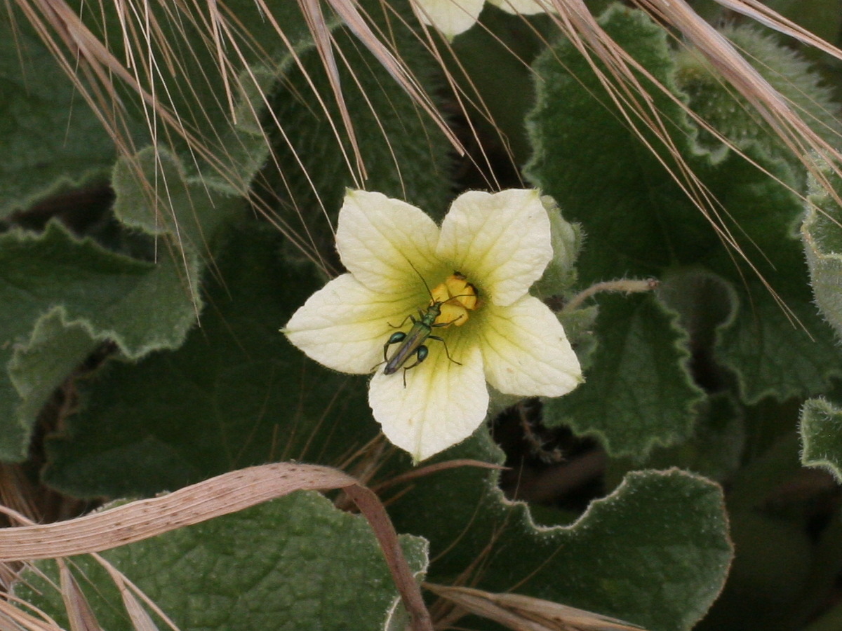 ecballium_elaterium4md