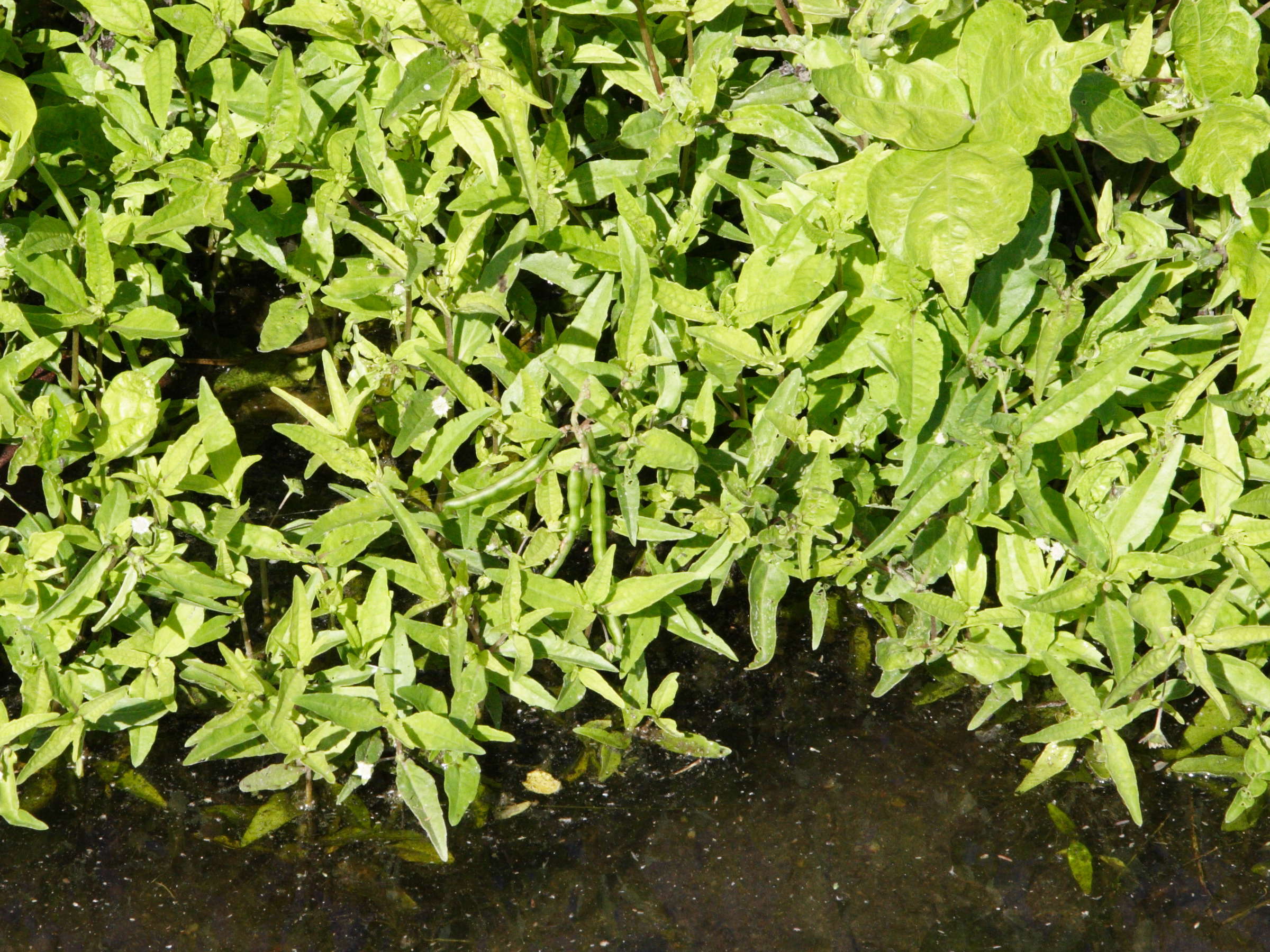 eclipta_prostrata6md