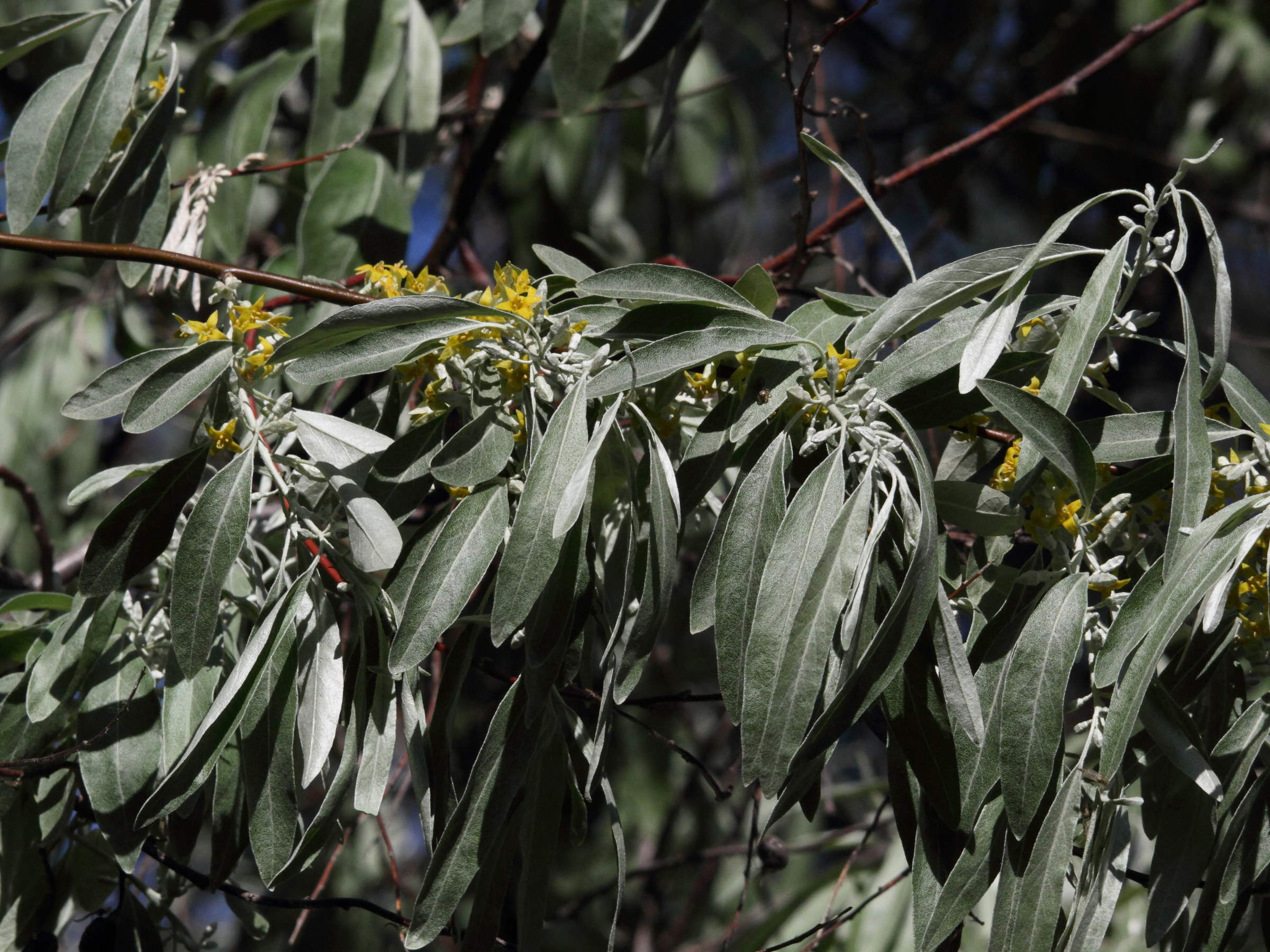 elaeagnus_angustifolia4md
