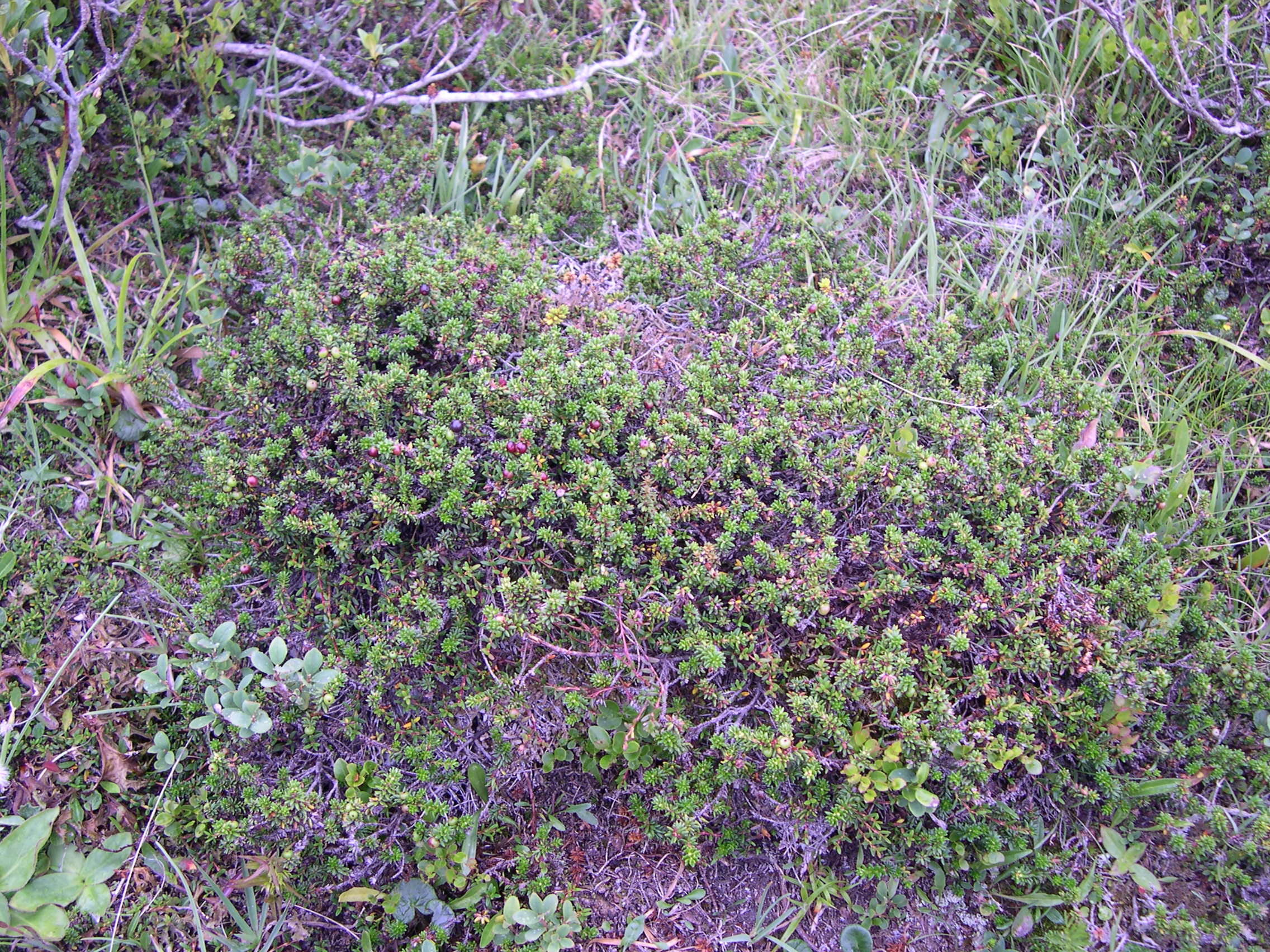 Afficher le média empetrum_nigrum_hermaphroditum1md empetrum_nigrum_hermaphroditum1md